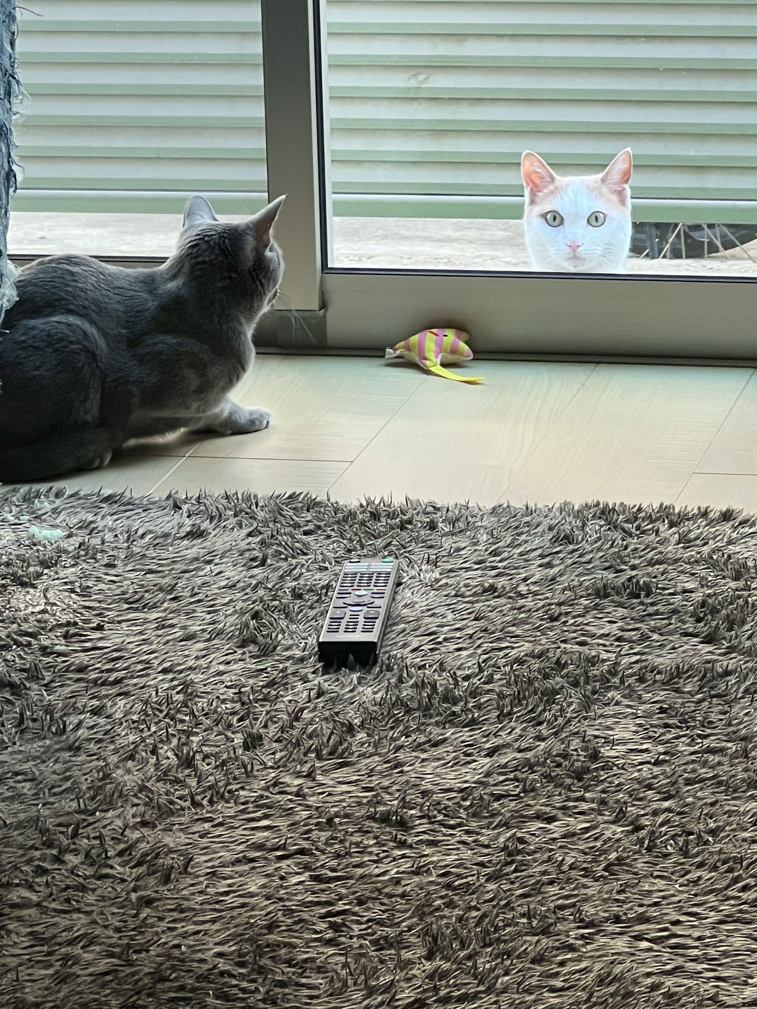 Gray cat indoors looking at a white cat outside the window