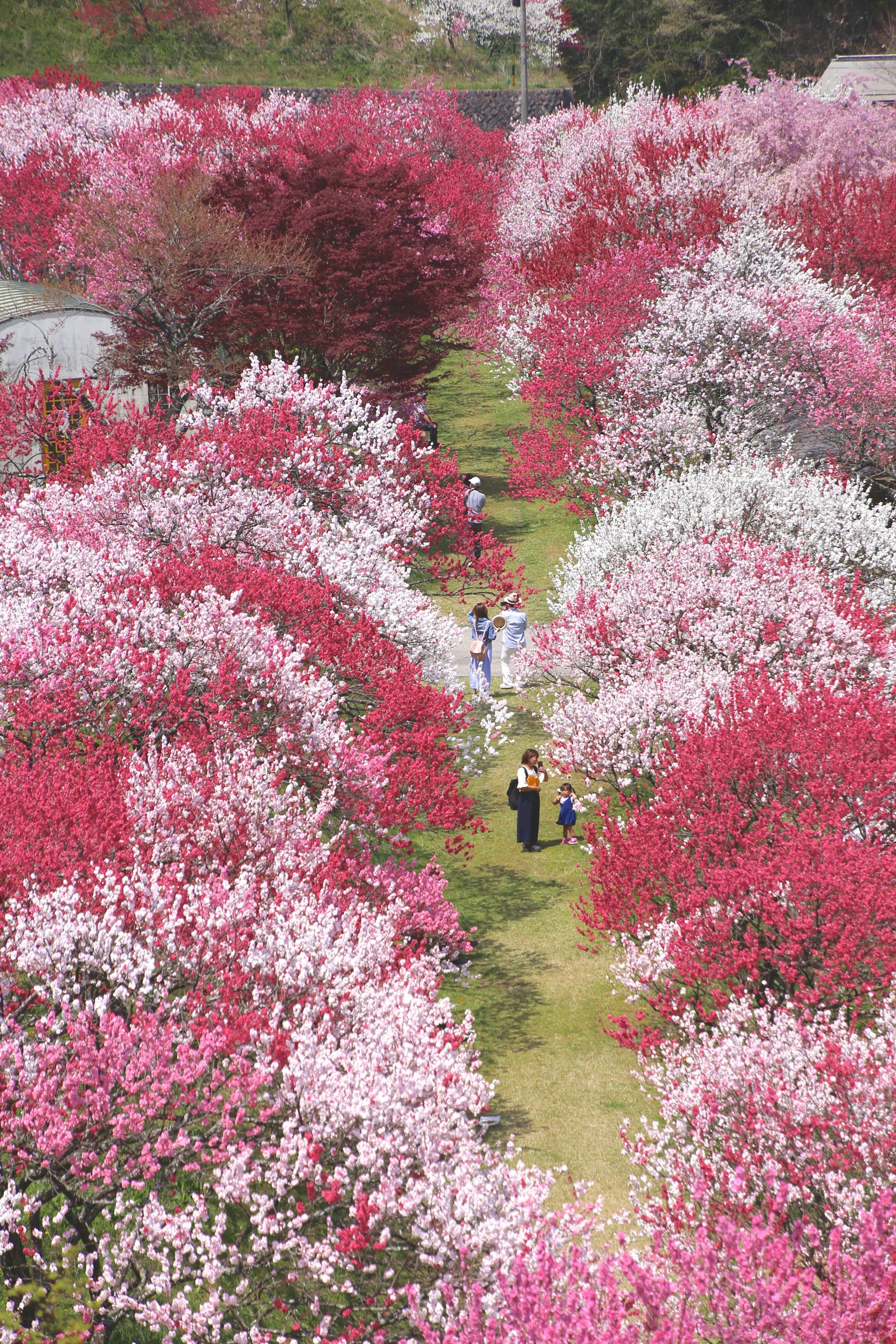 Persone che camminano lungo un sentiero circondato da fiori colorati