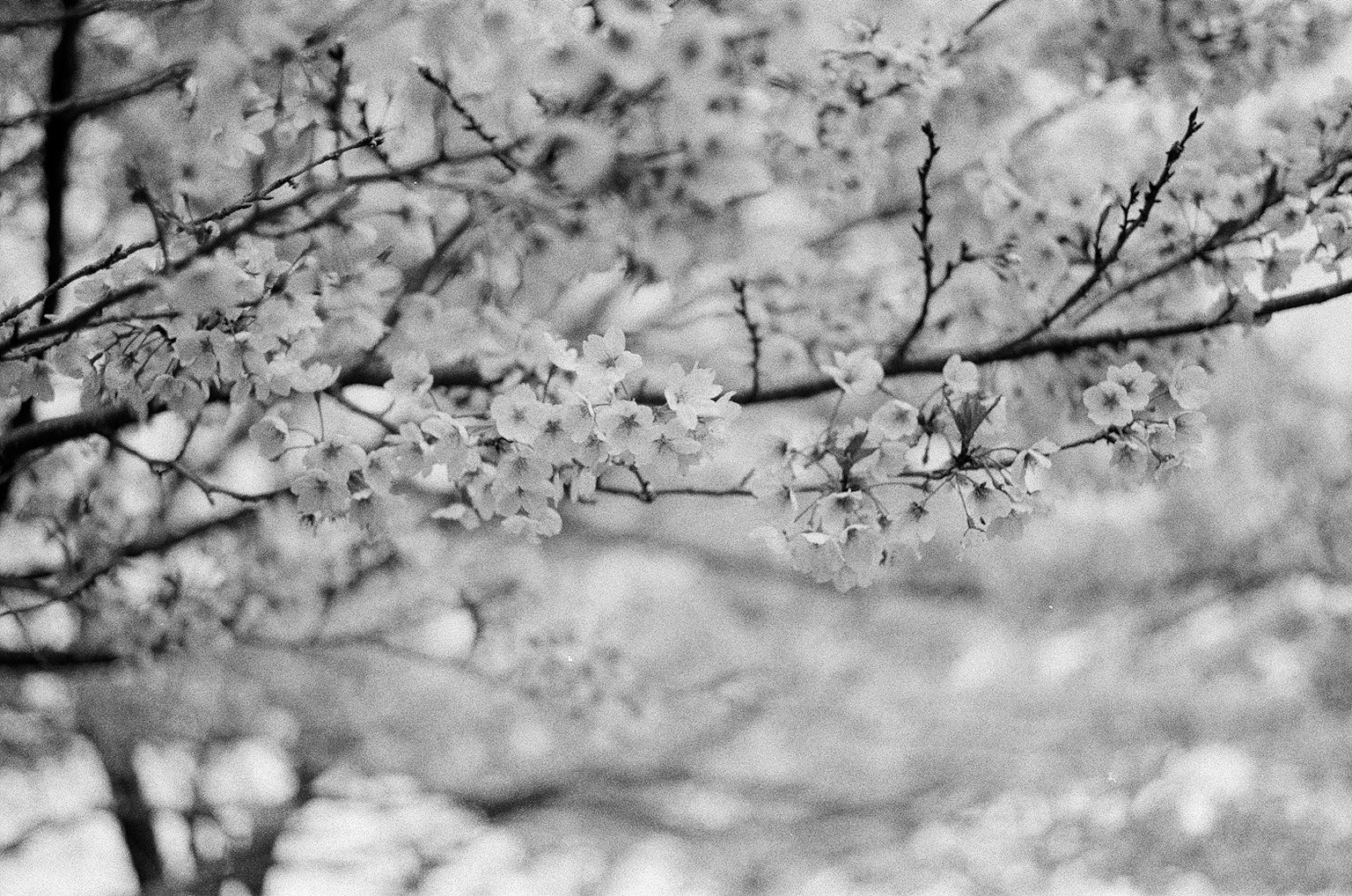 Close-up cabang bunga sakura dalam hitam putih