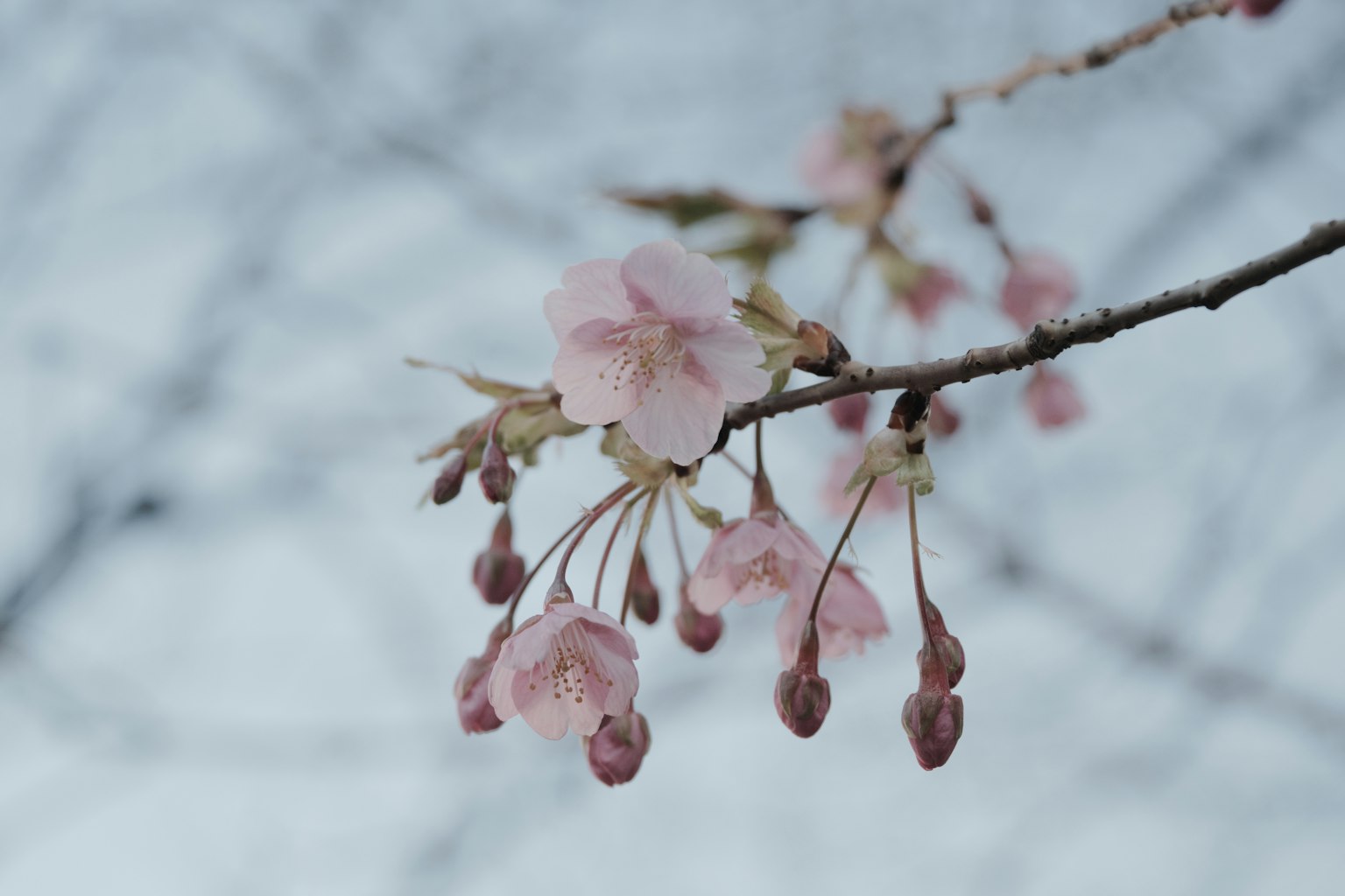 Delicate fiori di ciliegio rosa che sbocciano su un ramo