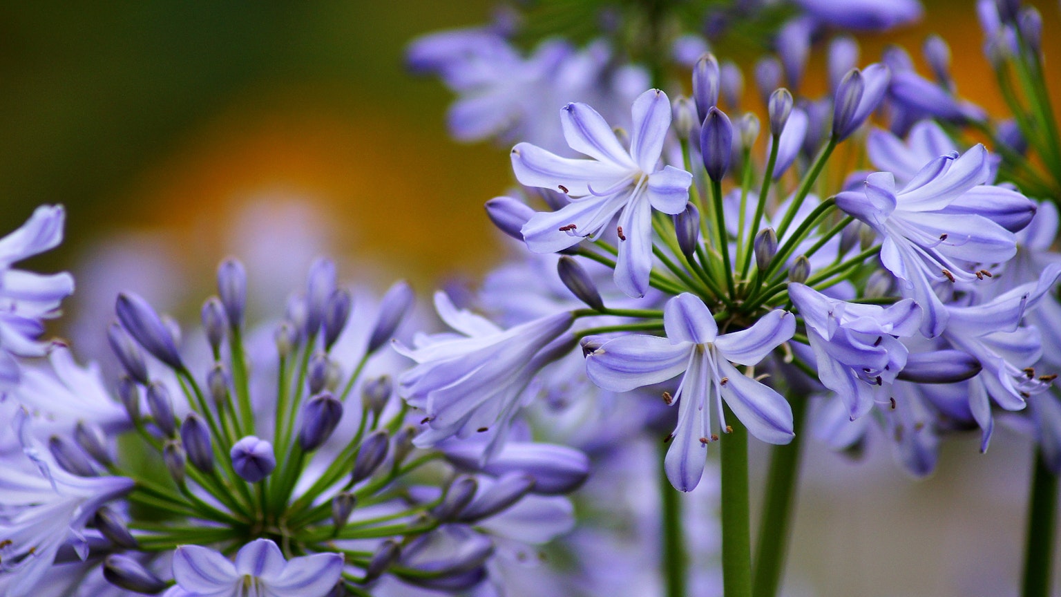 Close-up of purple flowers in bloom