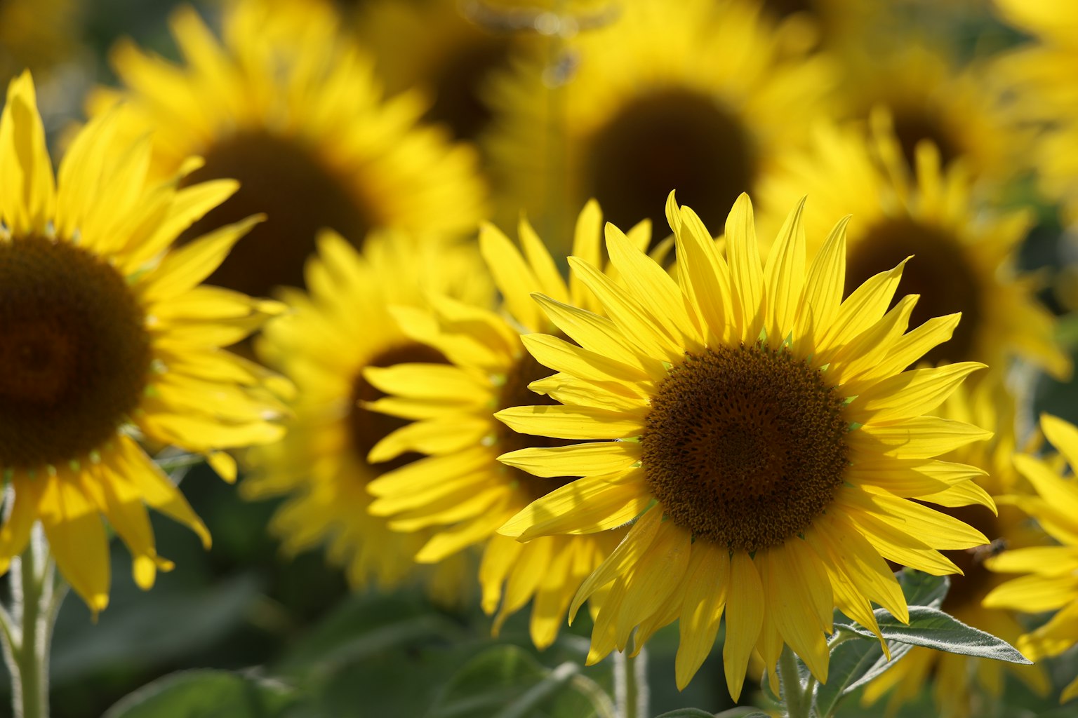 Ein Feld mit leuchtend gelben Sonnenblumen in voller Blüte