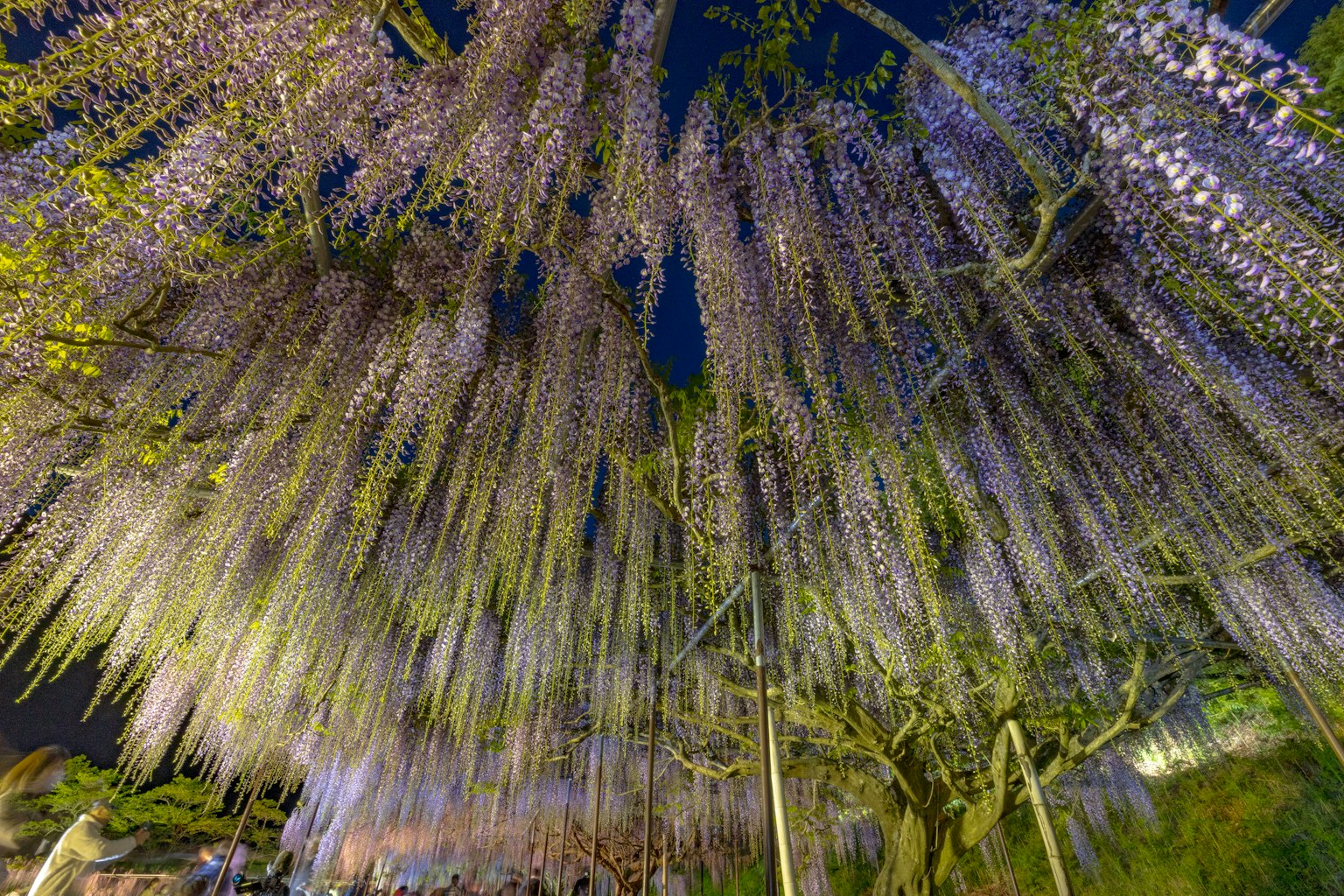 Cảnh đêm với hoa glycine tím rủ xuống
