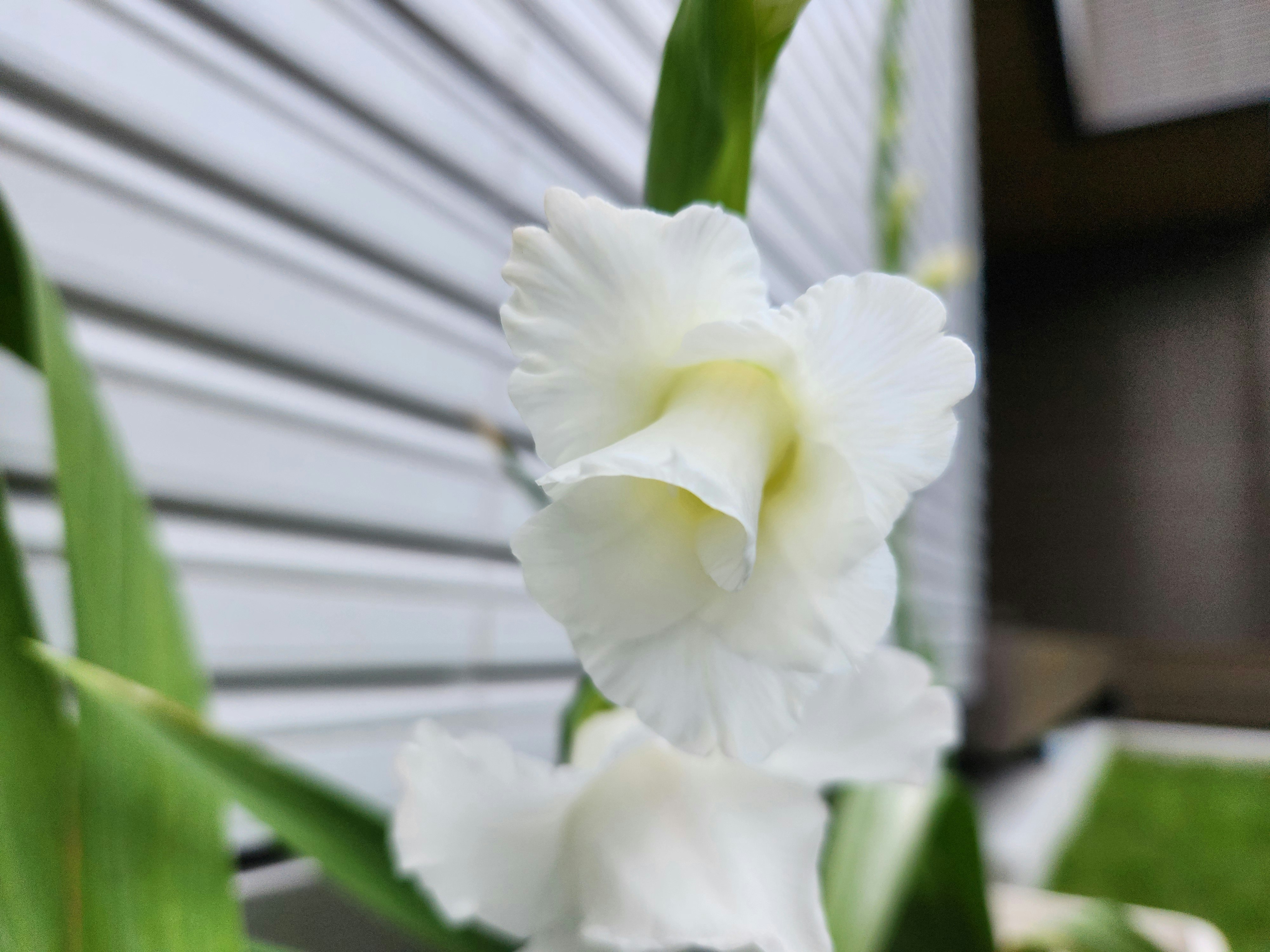 室内花艺中的白色花朵与绿叶