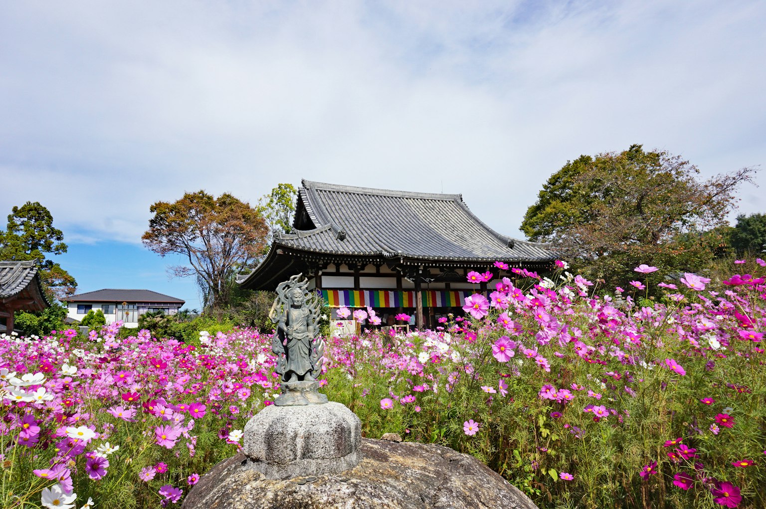 Traditioneller japanischer Tempel umgeben von lebhaften Kosmosblumen