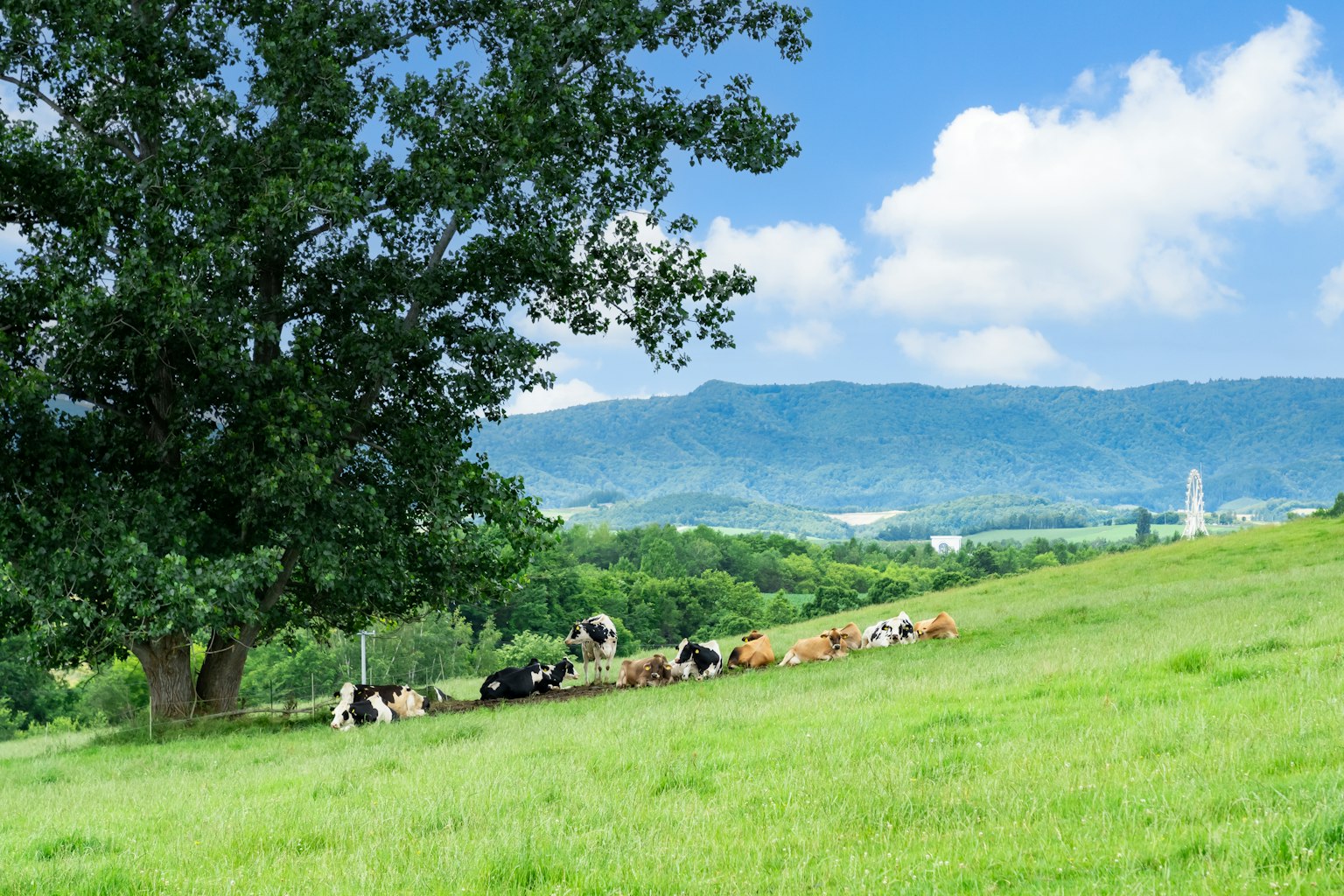 Vaches paissant dans un pré verdoyant sous un ciel bleu