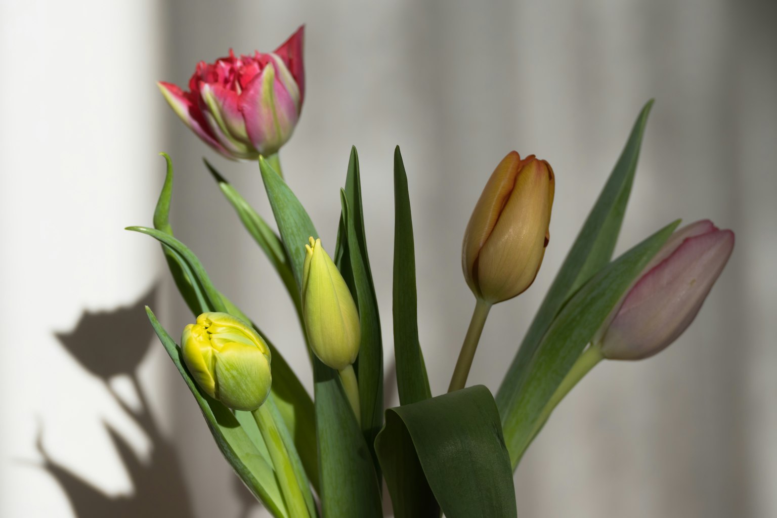 A colorful bouquet of tulips with green leaves
