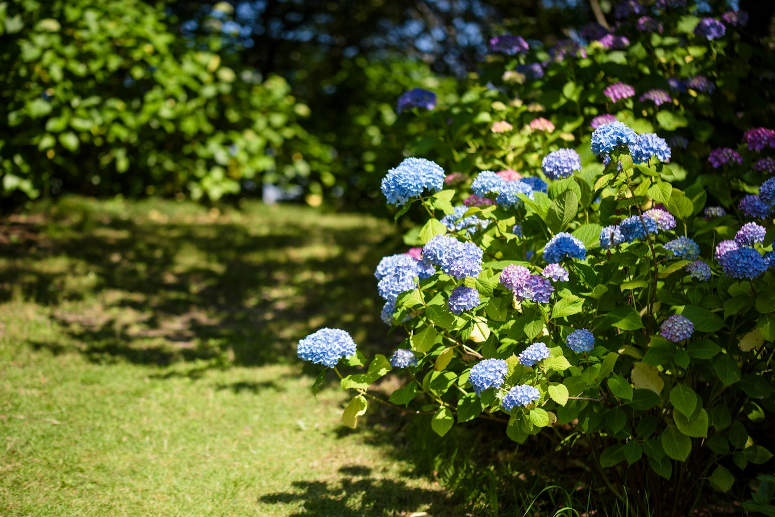 Une scène de jardin vibrante avec des hortensias bleus en fleurs et une verdure luxuriante