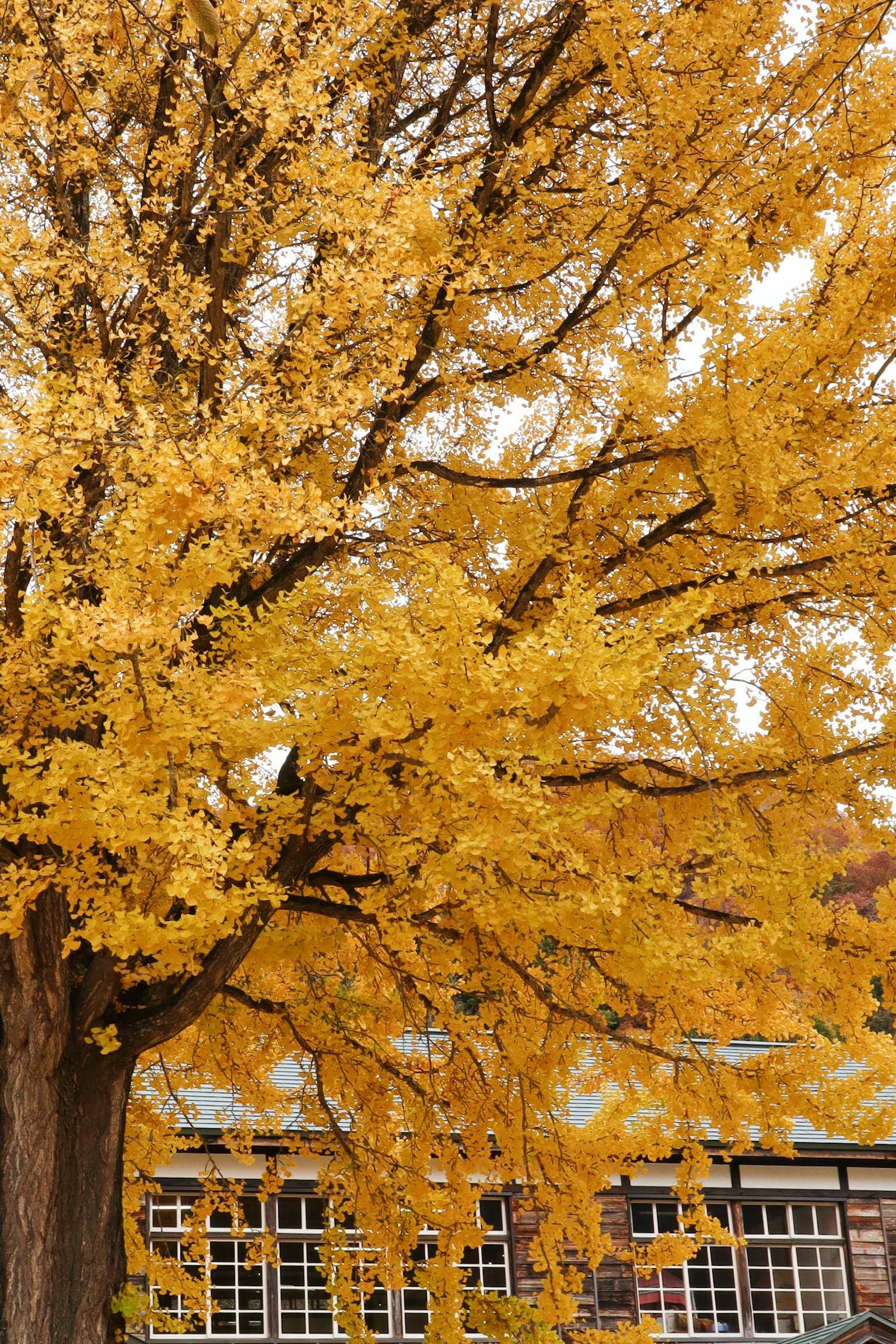 Vibrant yellow leaves on a tree with a building in the background