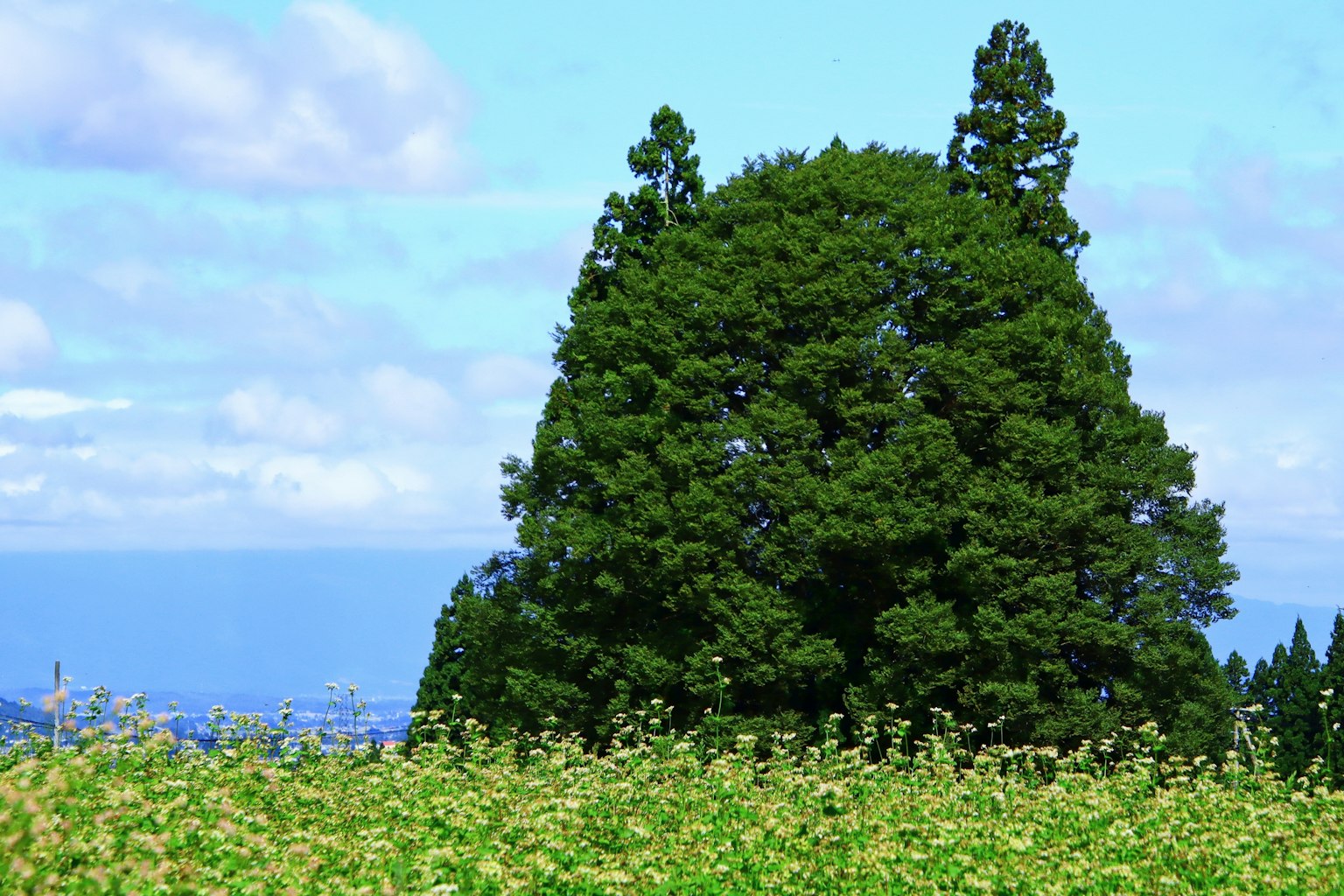 Un grand arbre vert sous un ciel bleu avec un champ de fleurs