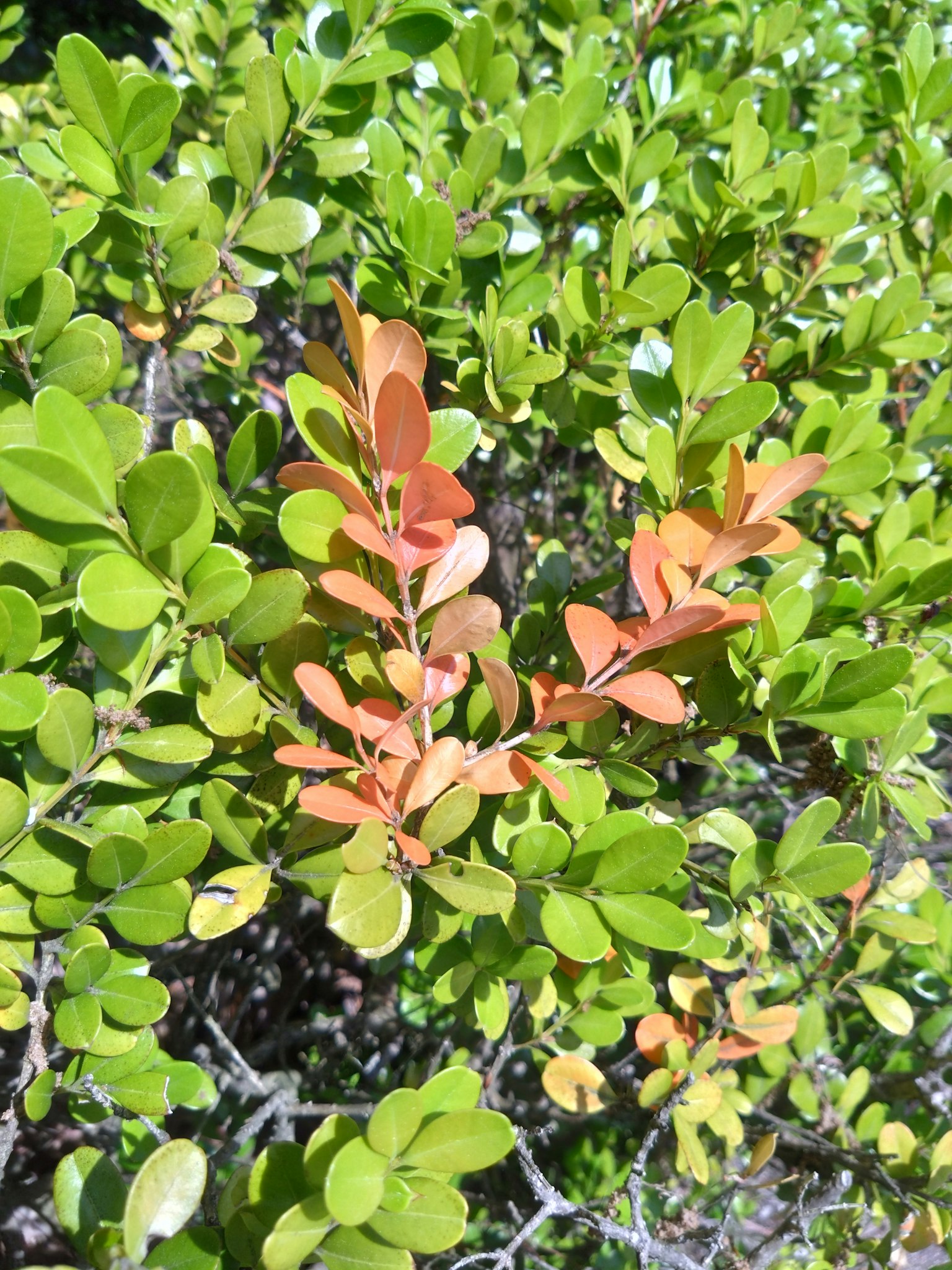 Shrub with green leaves and orange new growth