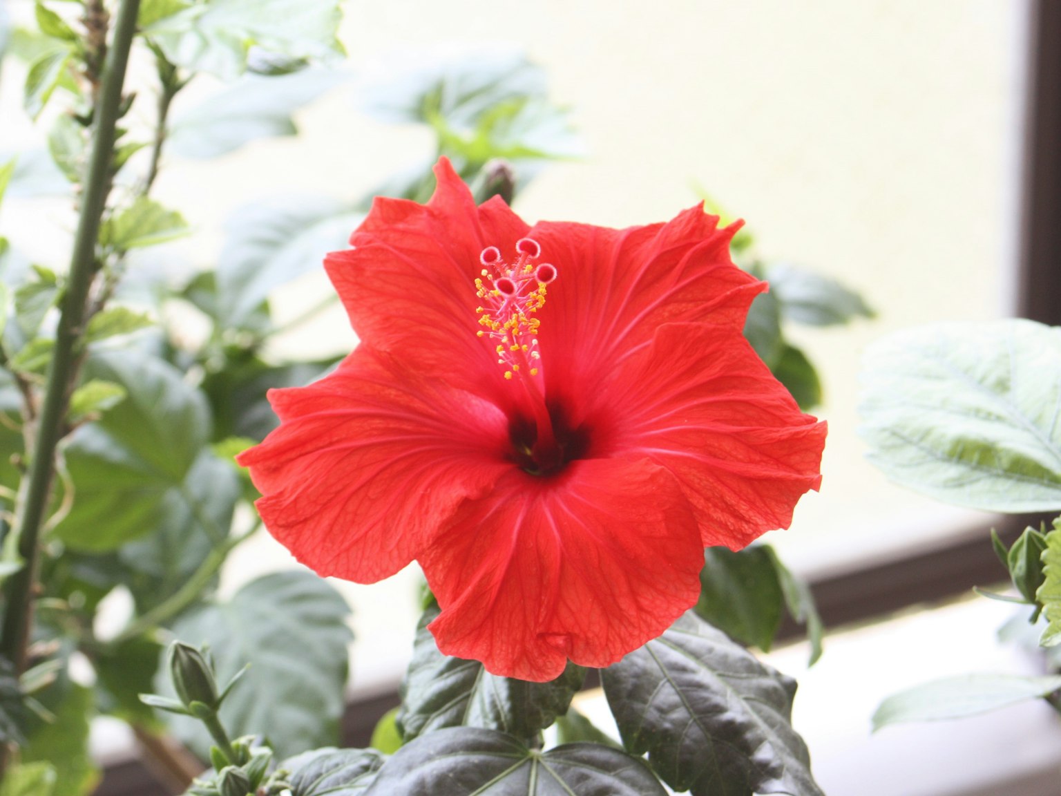 Leuchtende rote Hibiskusblüte in voller Blüte