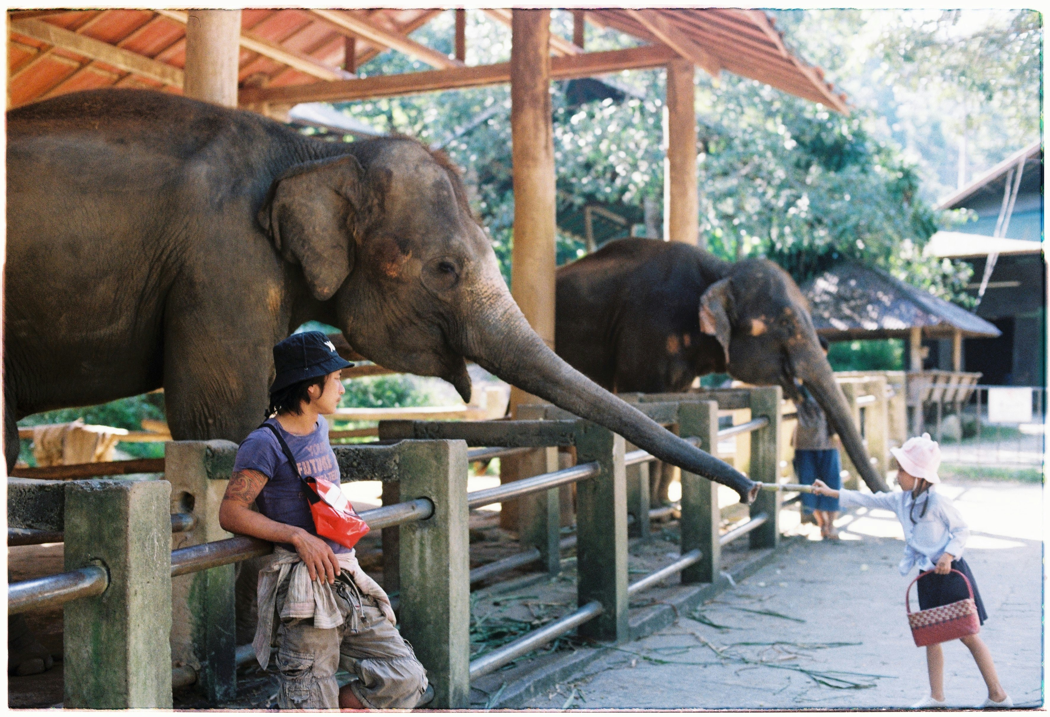 屋外の動物園で柵の前にいる象と来園者