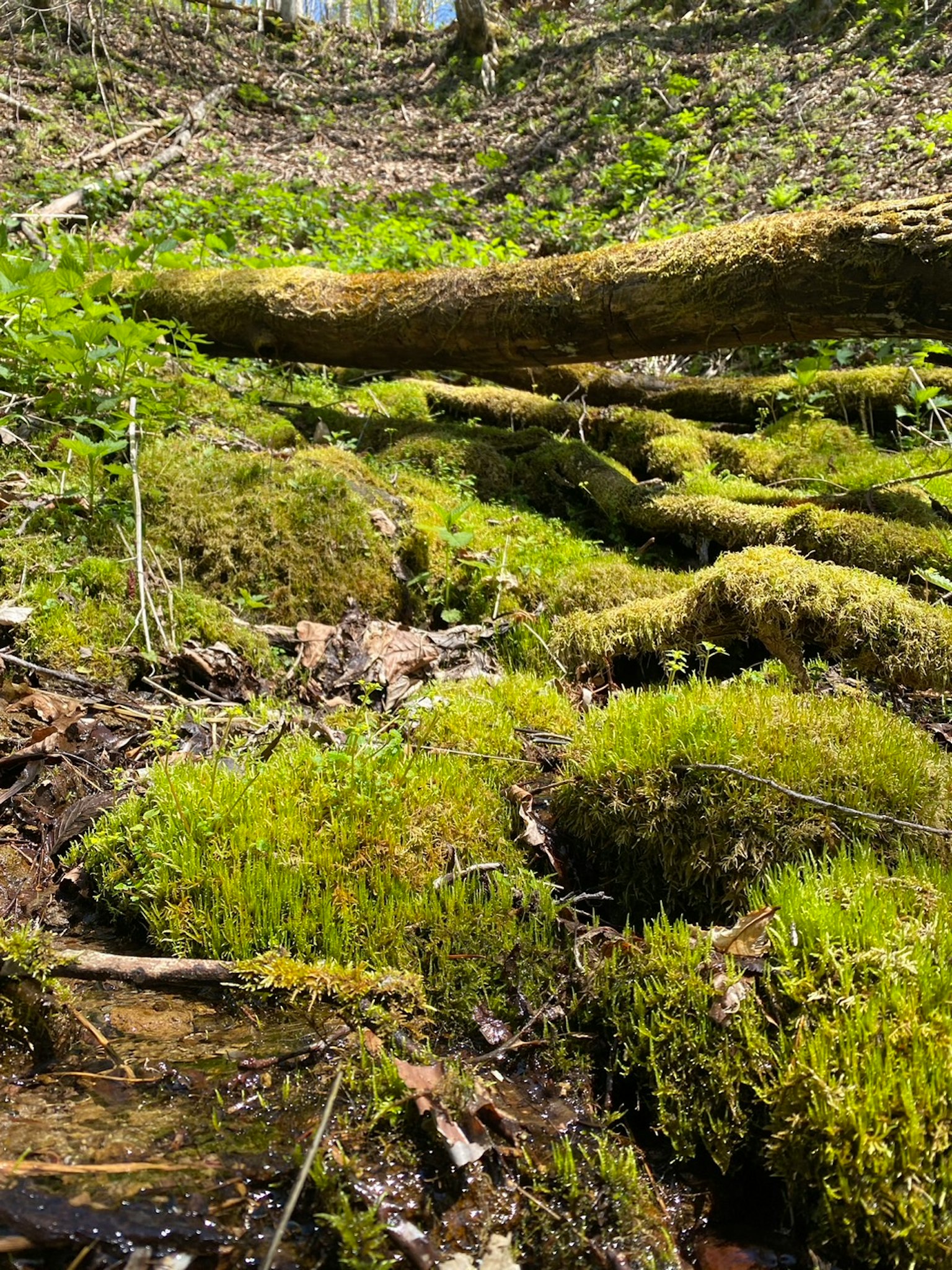 Waldboden mit grünem Moos und umgefallenem Baumstamm