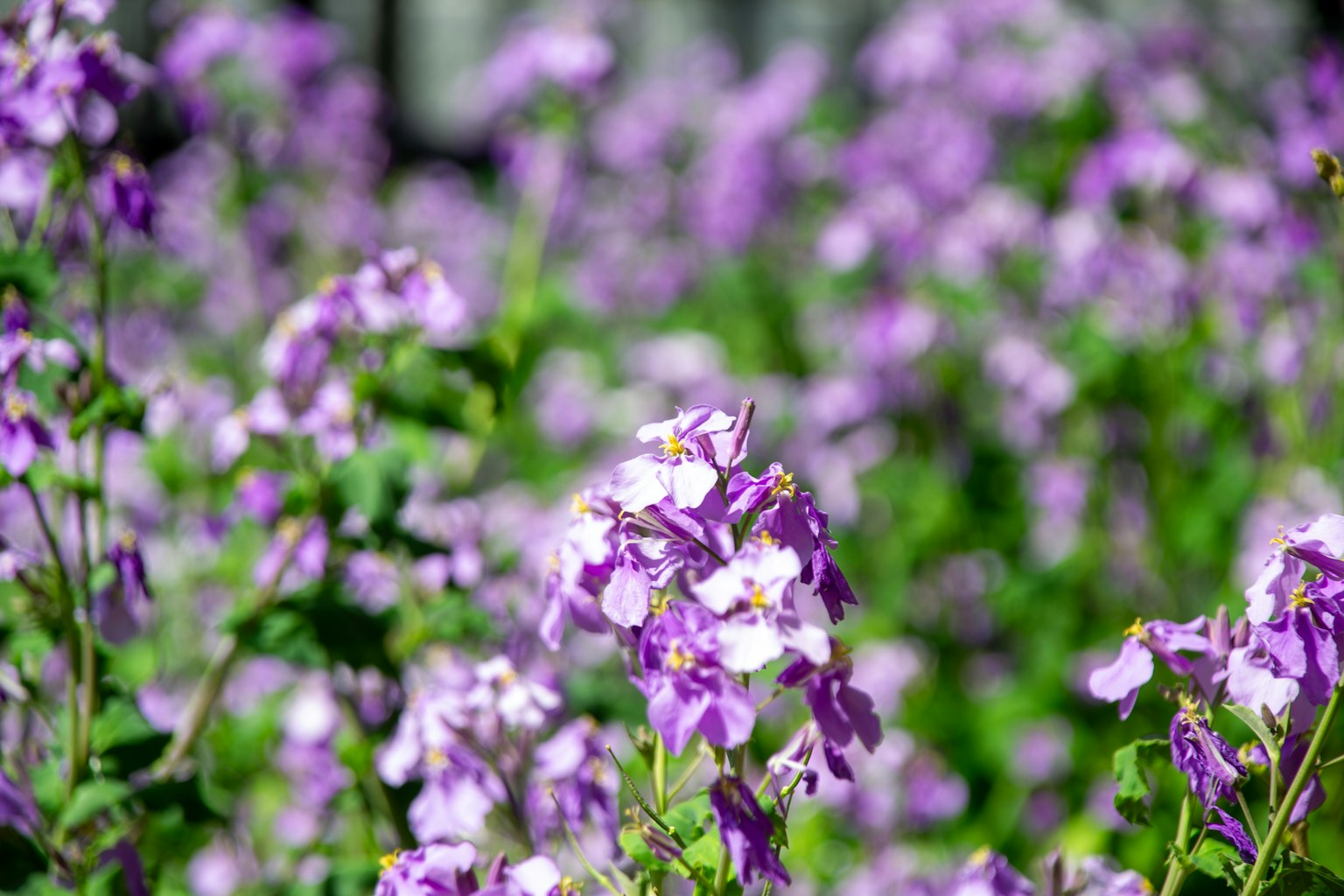 Ein Feld mit blühenden lila Blumen