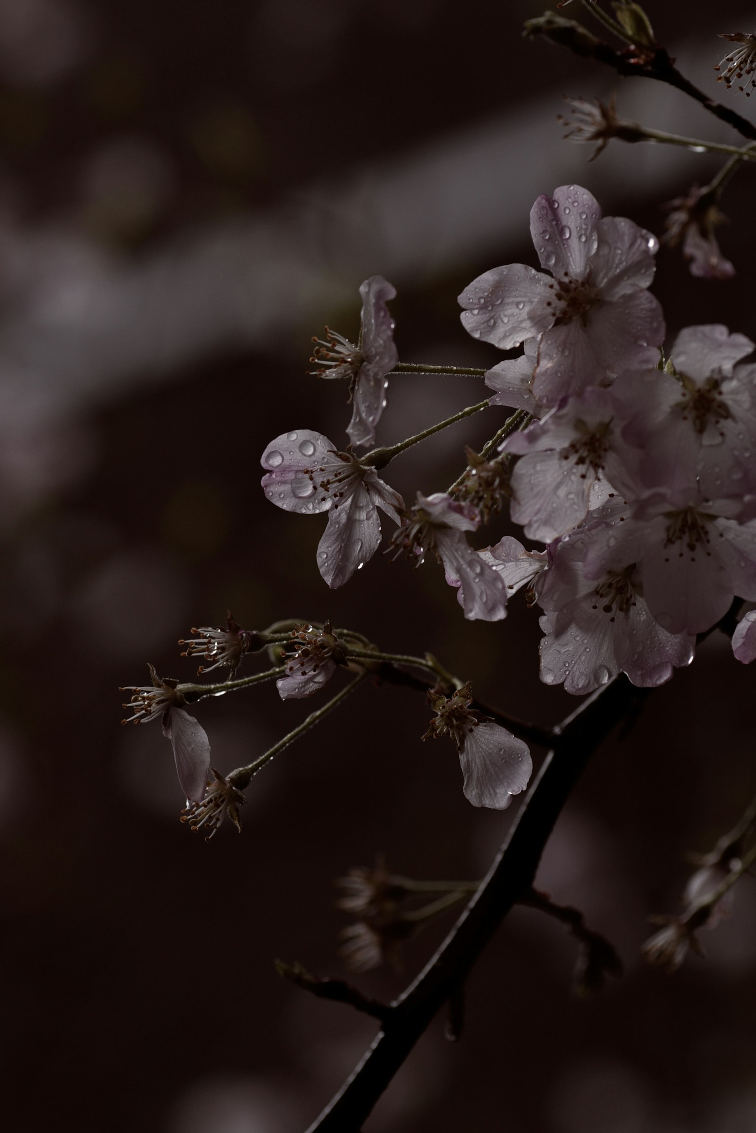 Hermosa imagen de flores de cerezo contra un fondo oscuro