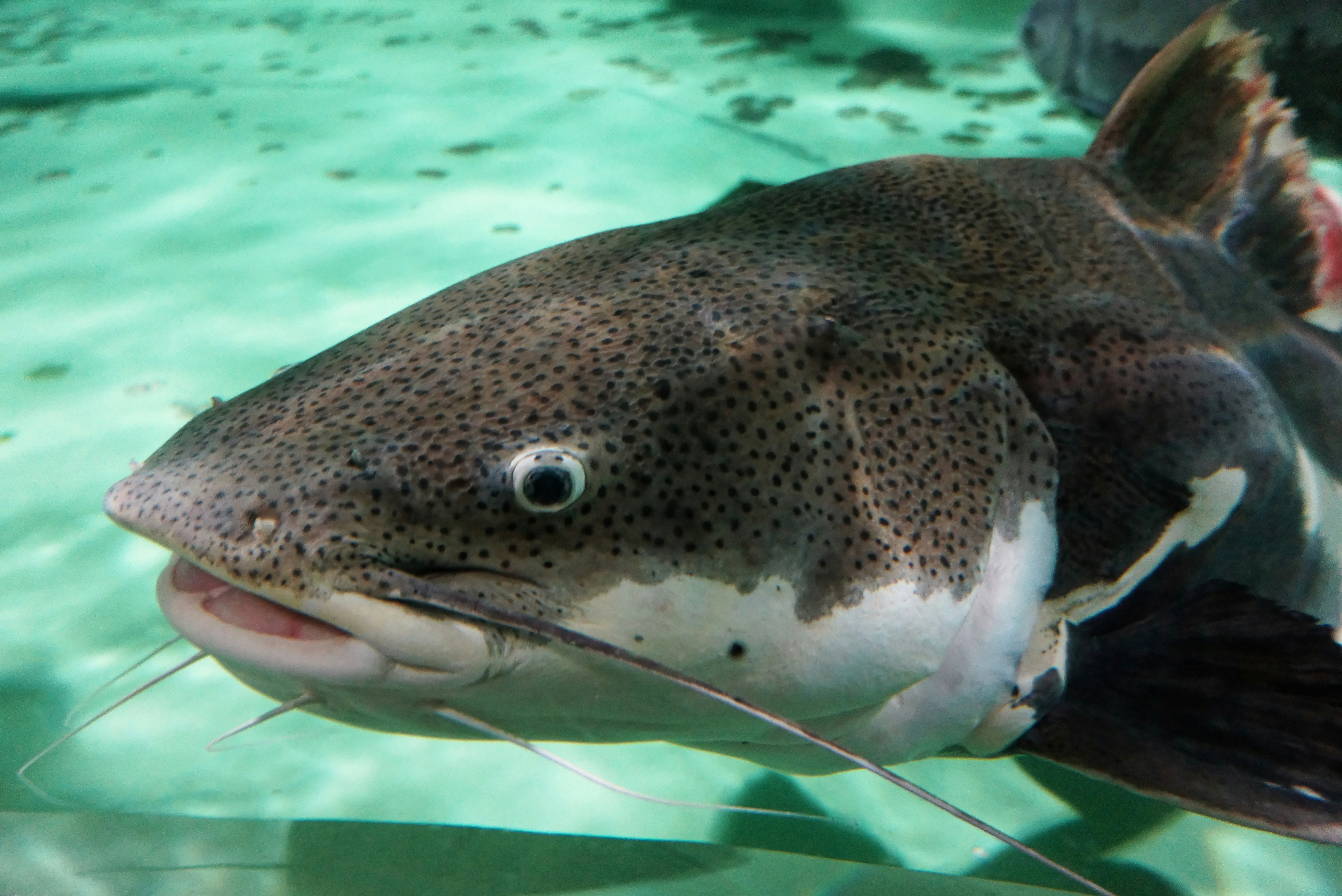 水槽の中で泳ぐフグのような魚