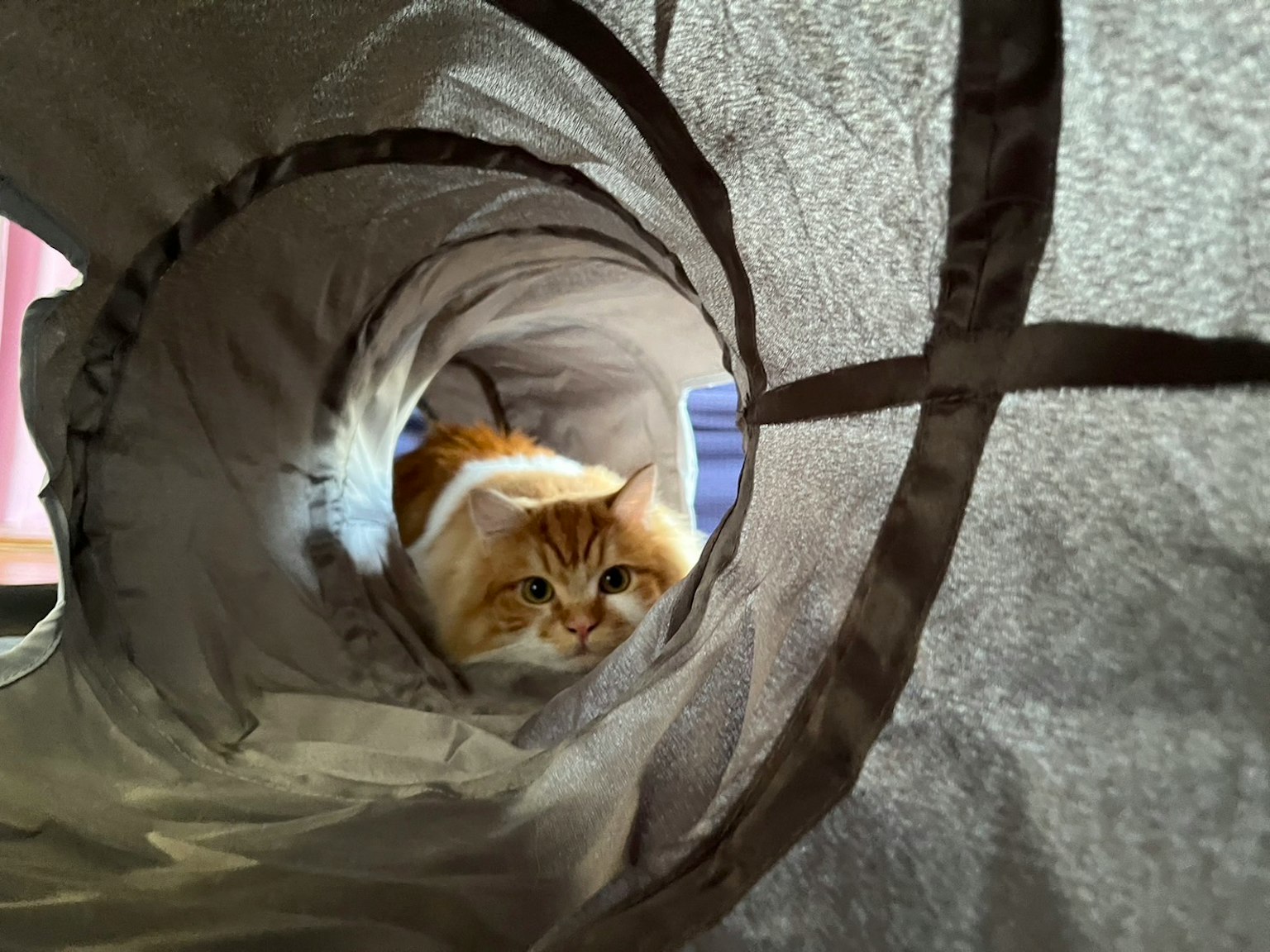 Un gato asomándose desde dentro de un túnel