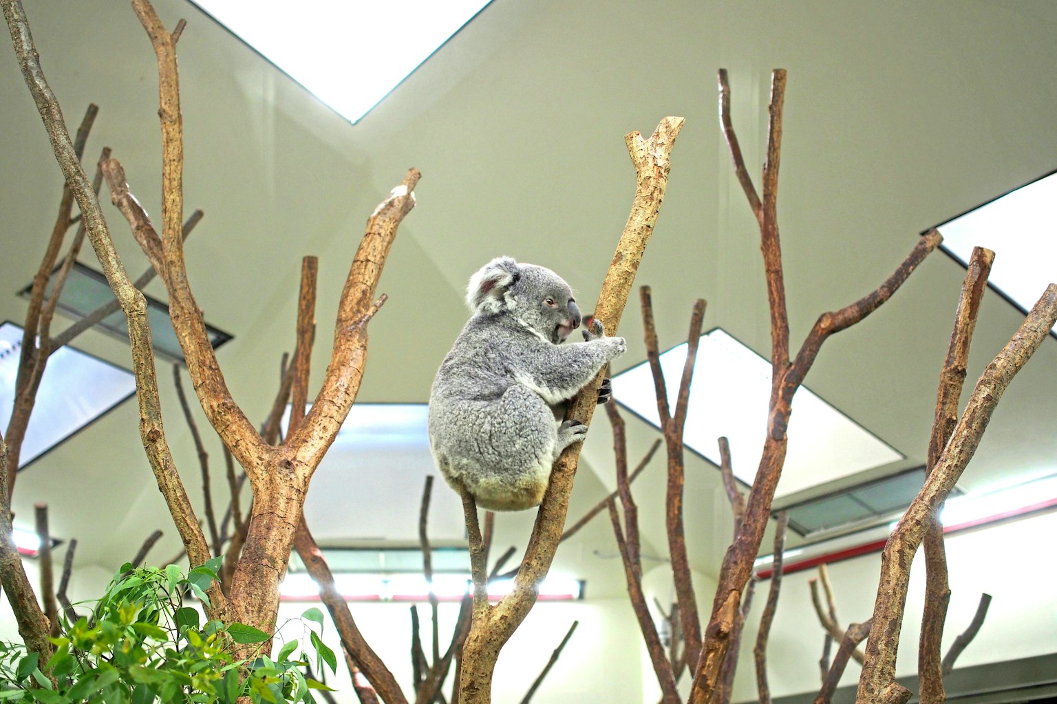Un koala che si aggrappa a un albero in un ambiente interno luminoso