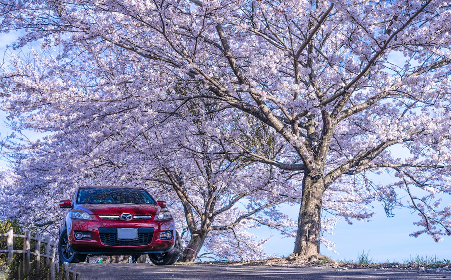 A red car parked under blooming cherry blossom trees