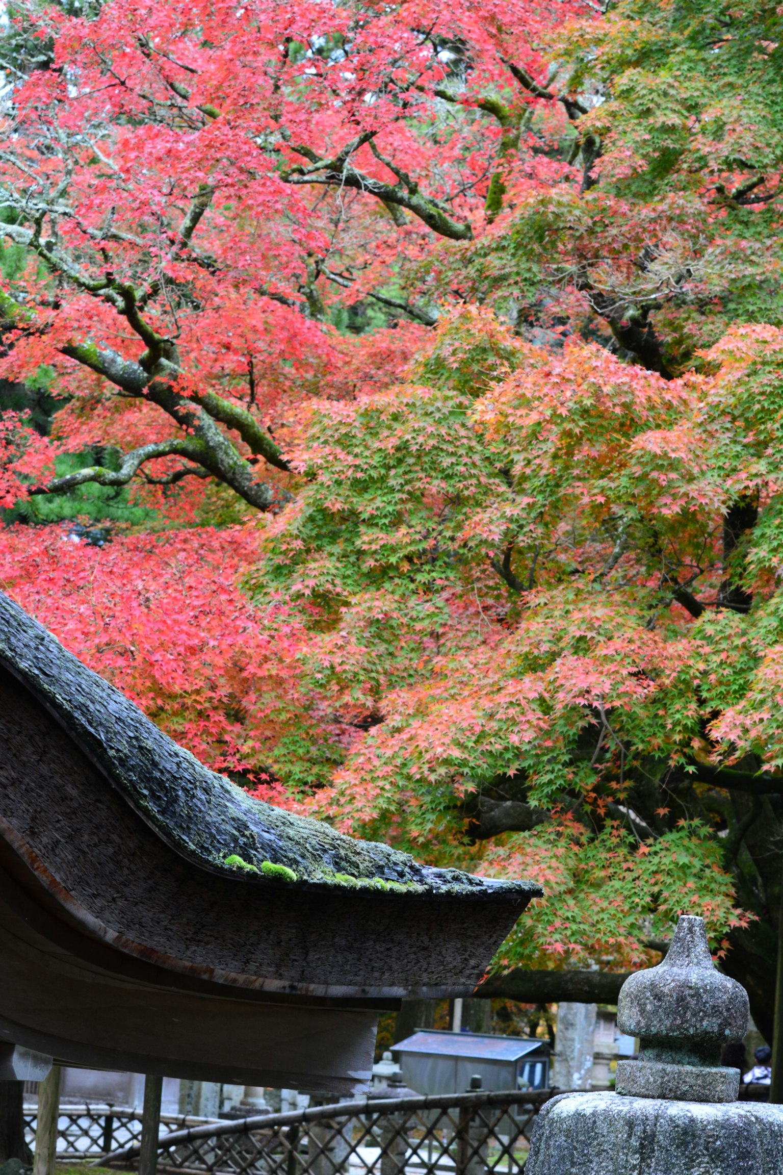 風景如畫的秋天紅葉和傳統日本建築屋頂