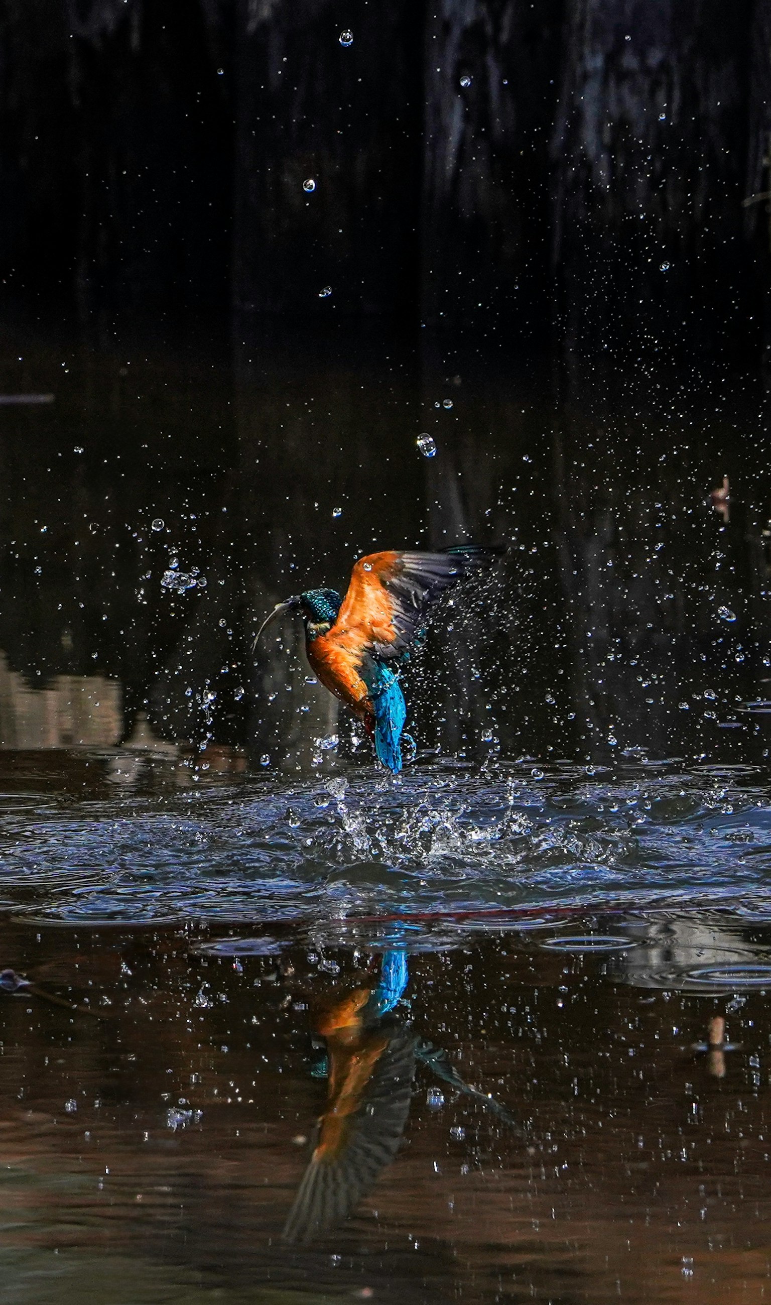 A kingfisher with vibrant orange and blue feathers jumping above the water surface