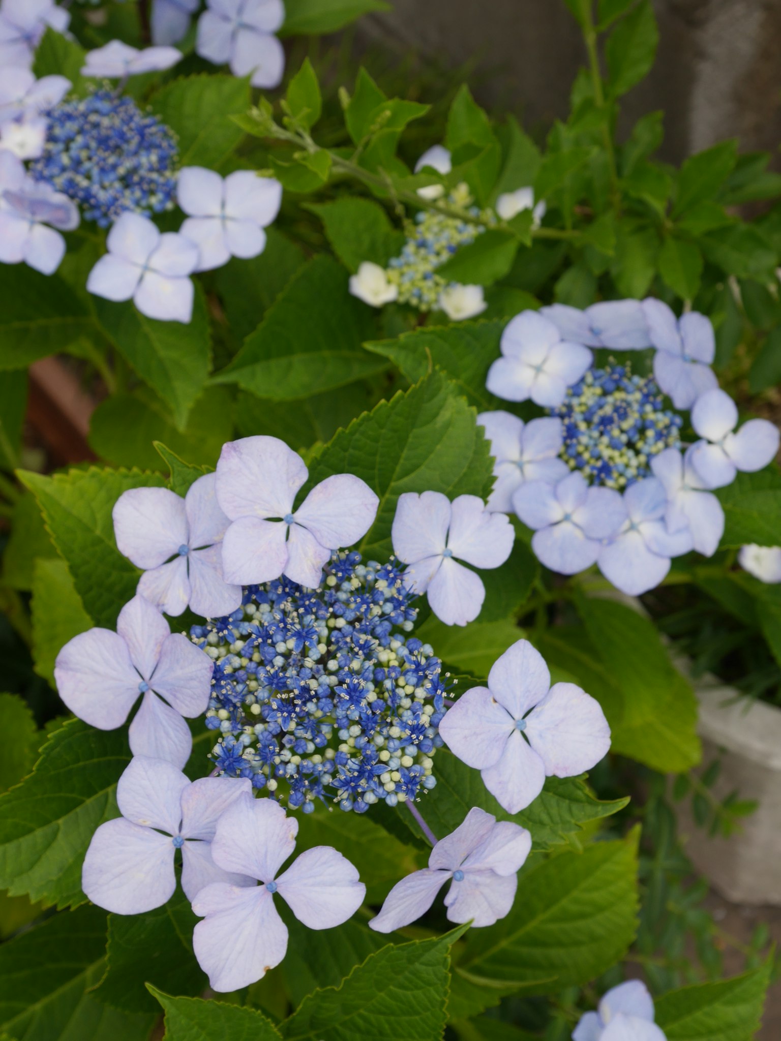 青紫色の花と緑の葉が特徴のハイドランジアのクローズアップ