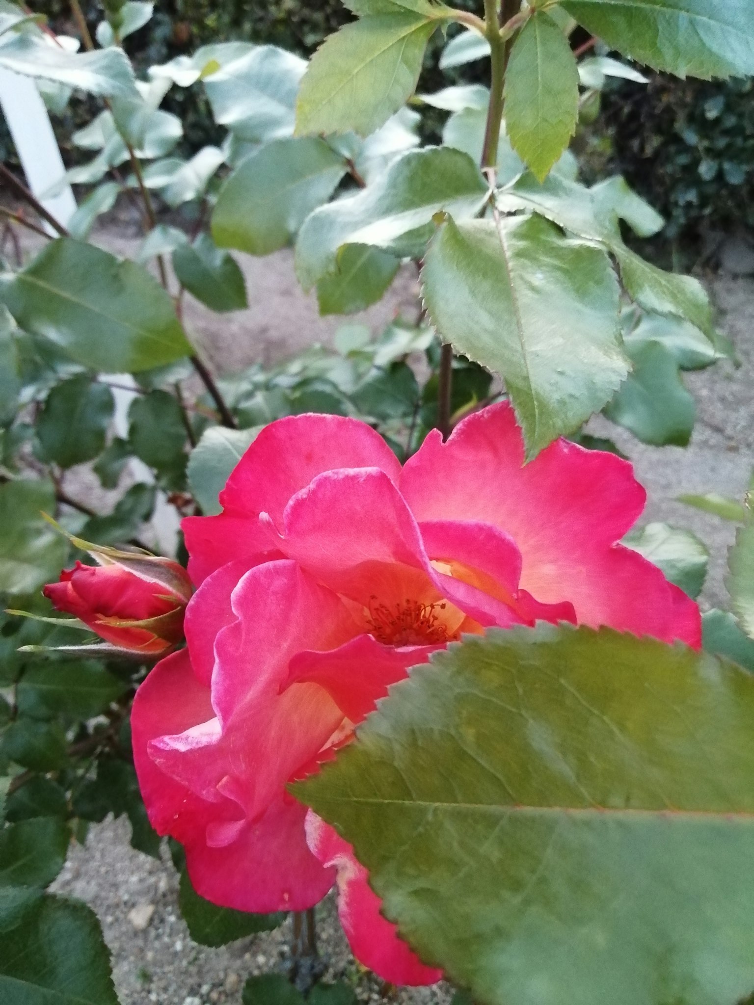 Una rosa rosa vivace circondata da foglie verdi