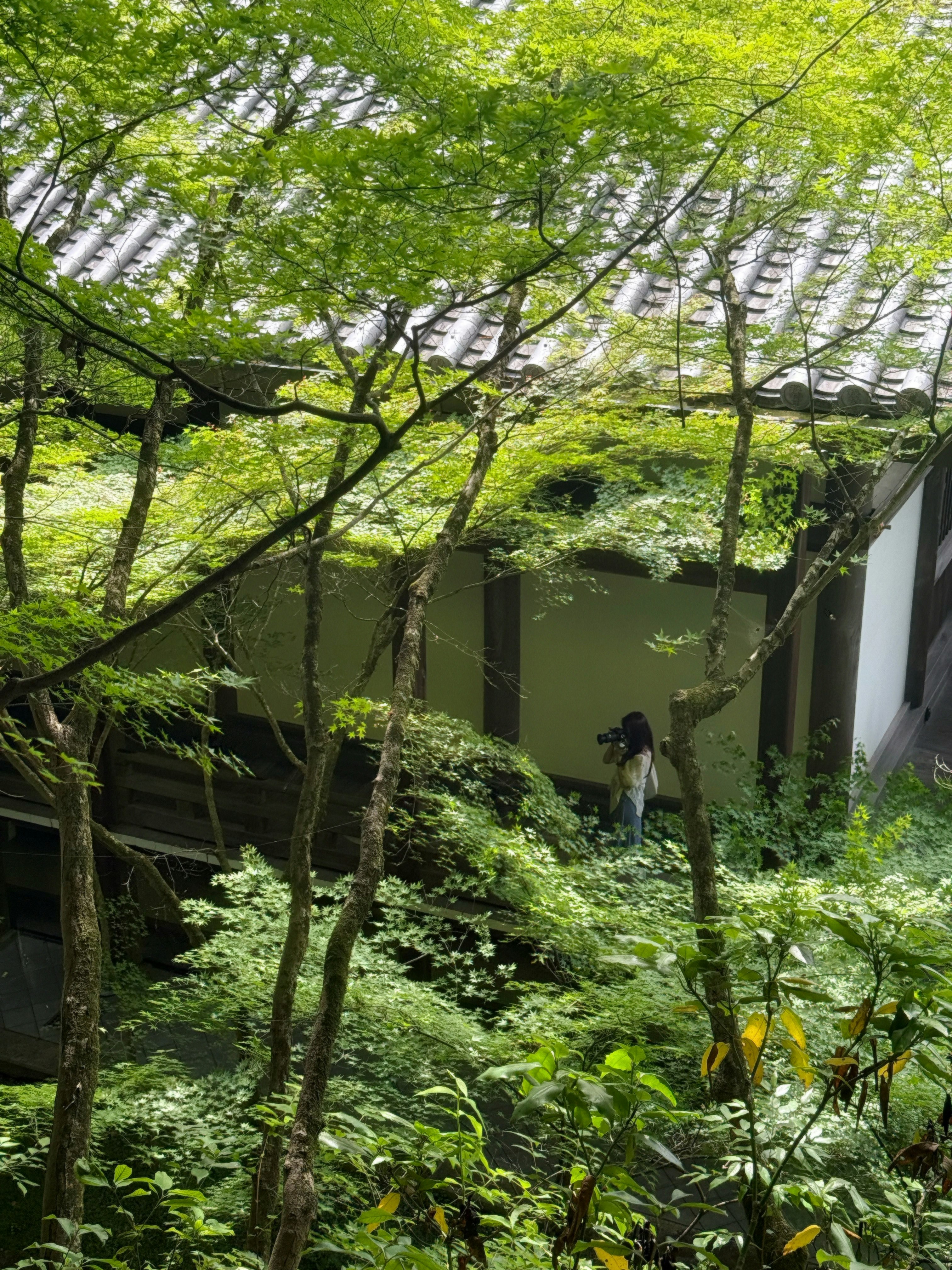 ein Gehweg im Innenhof, umgeben von üppig grünen Bäumen