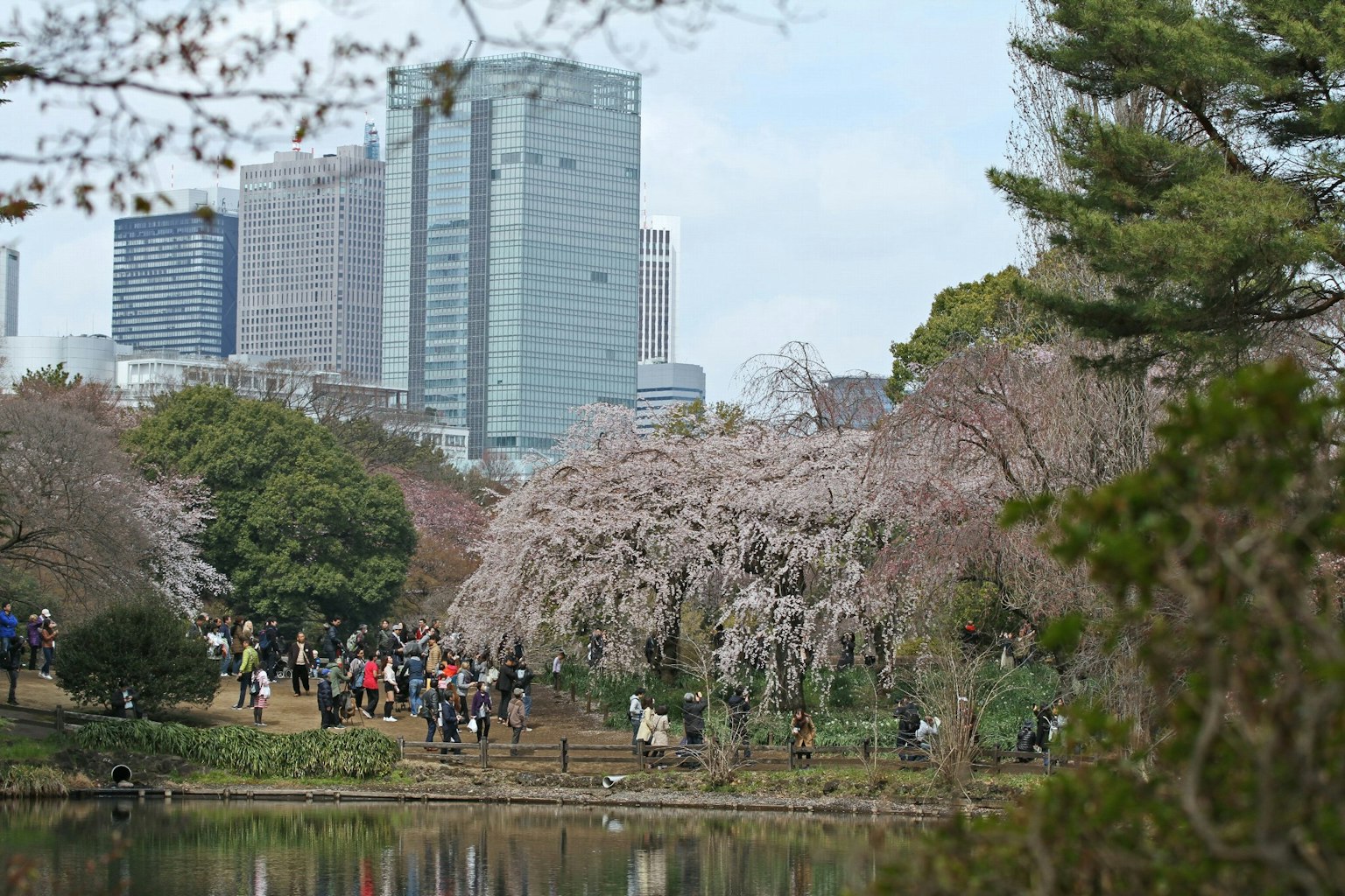 Cherry blossom park with people gathering and skyscrapers in the background