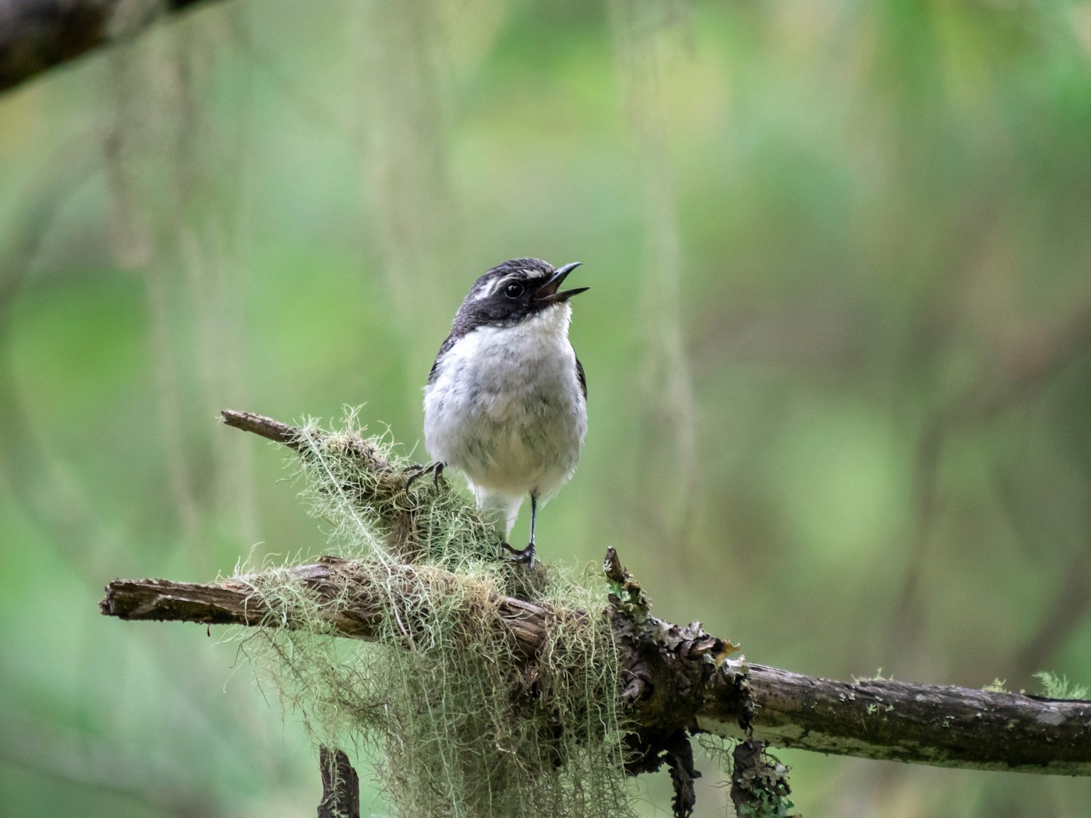 A small bird singing on a branch with green background