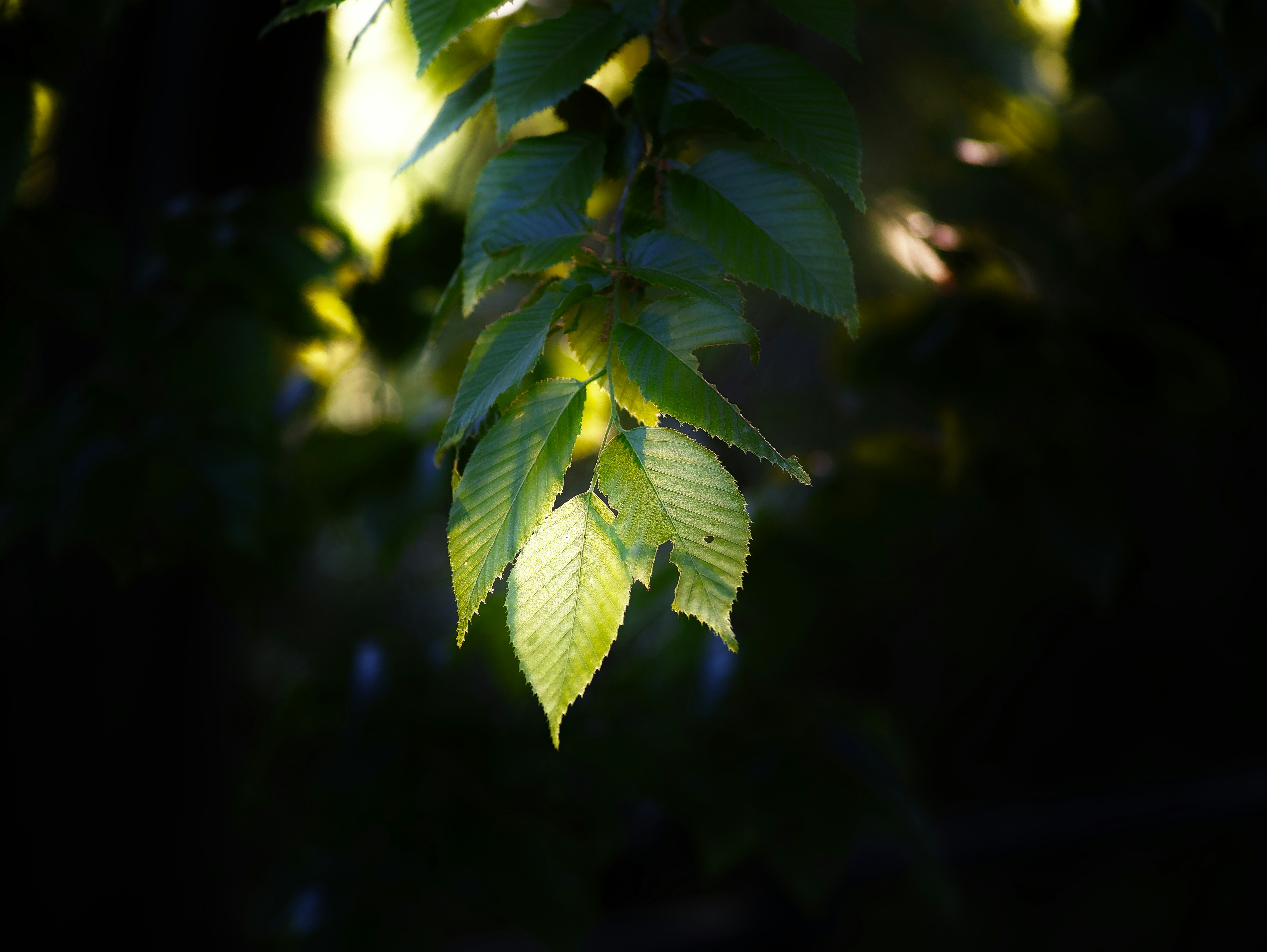 木の葉に差す光のある森のような背景