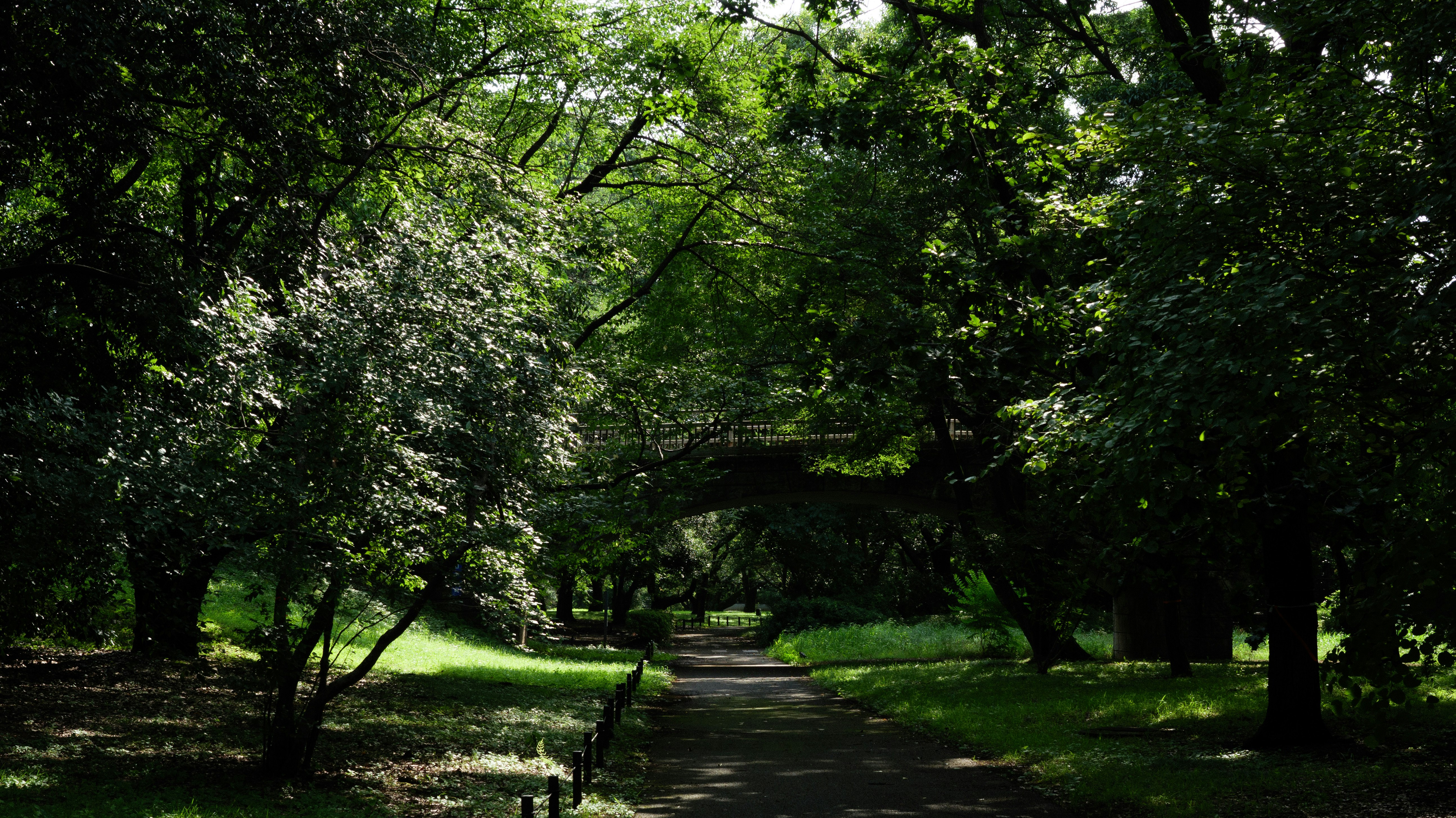 木々に囲まれた公園の小道と芝生