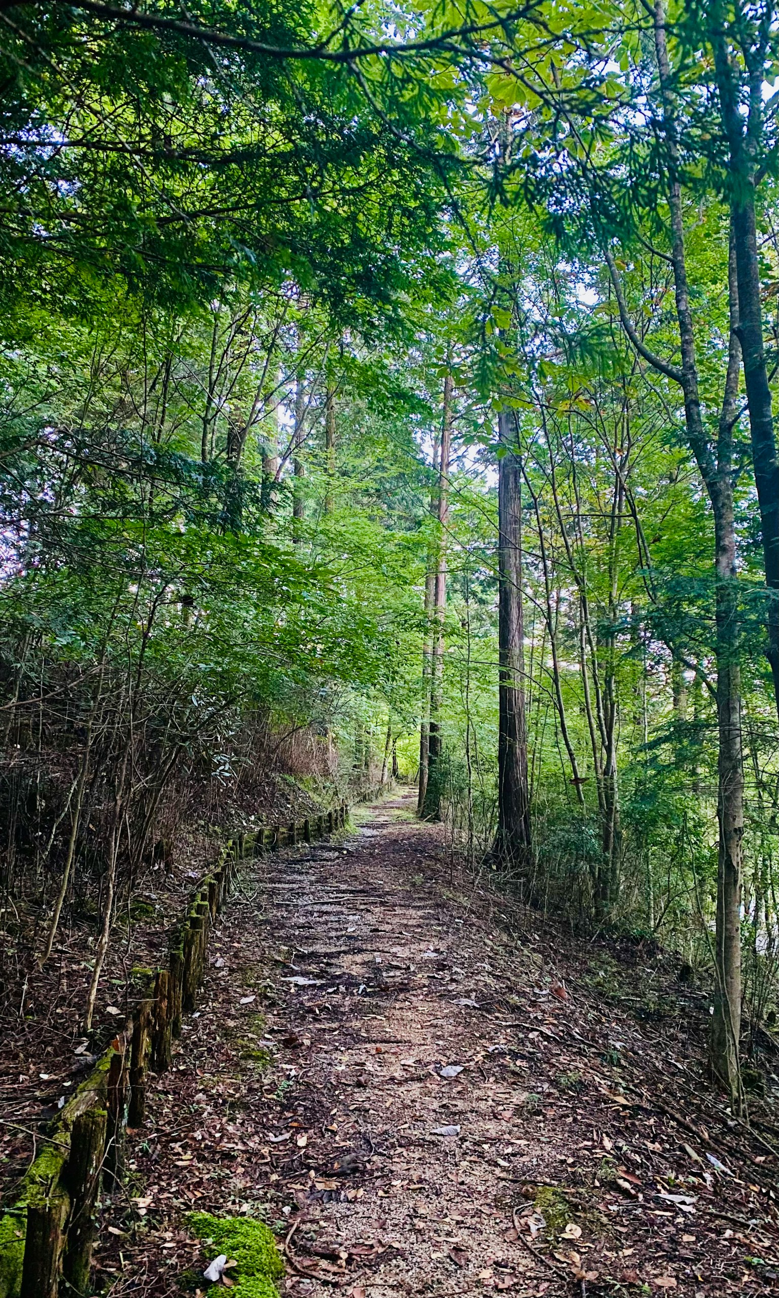 Scenic path surrounded by lush green trees