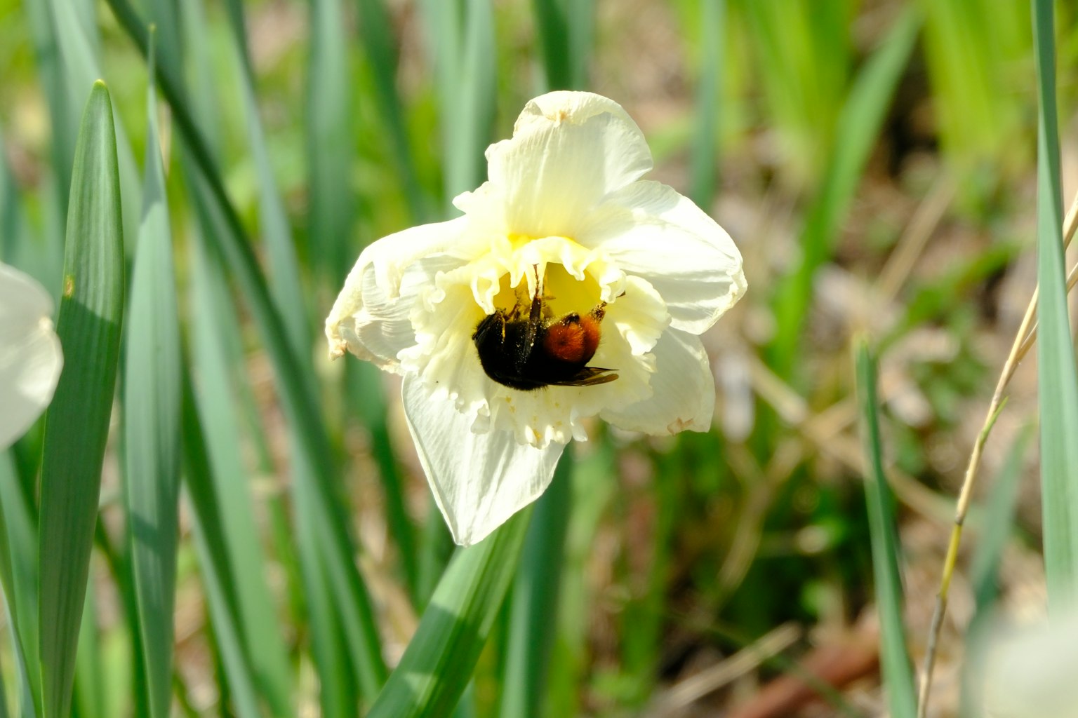 Fiore di narciso giallo circondato da foglie verdi