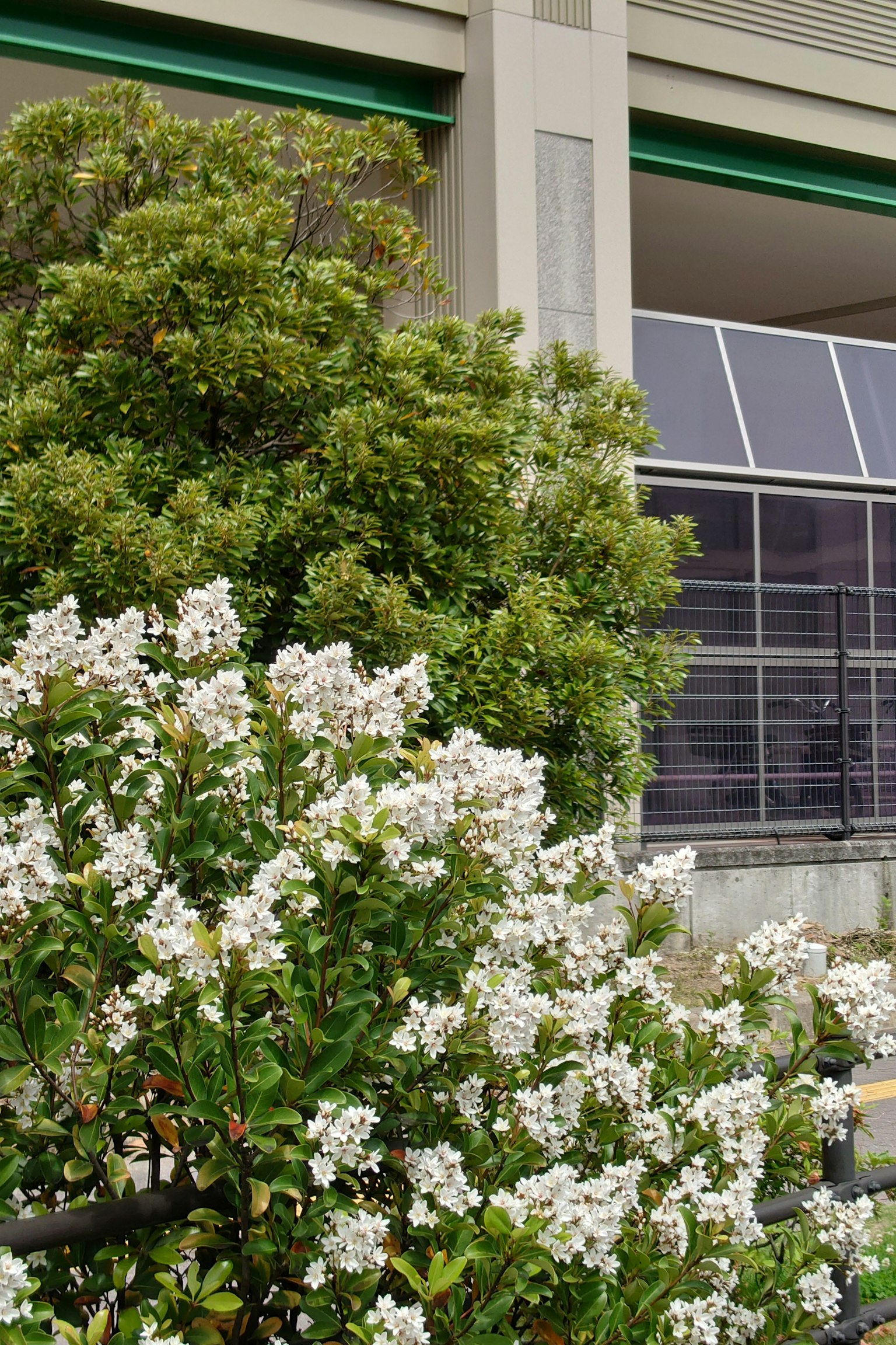 Arbre avec des fleurs blanches à côté d'un bâtiment