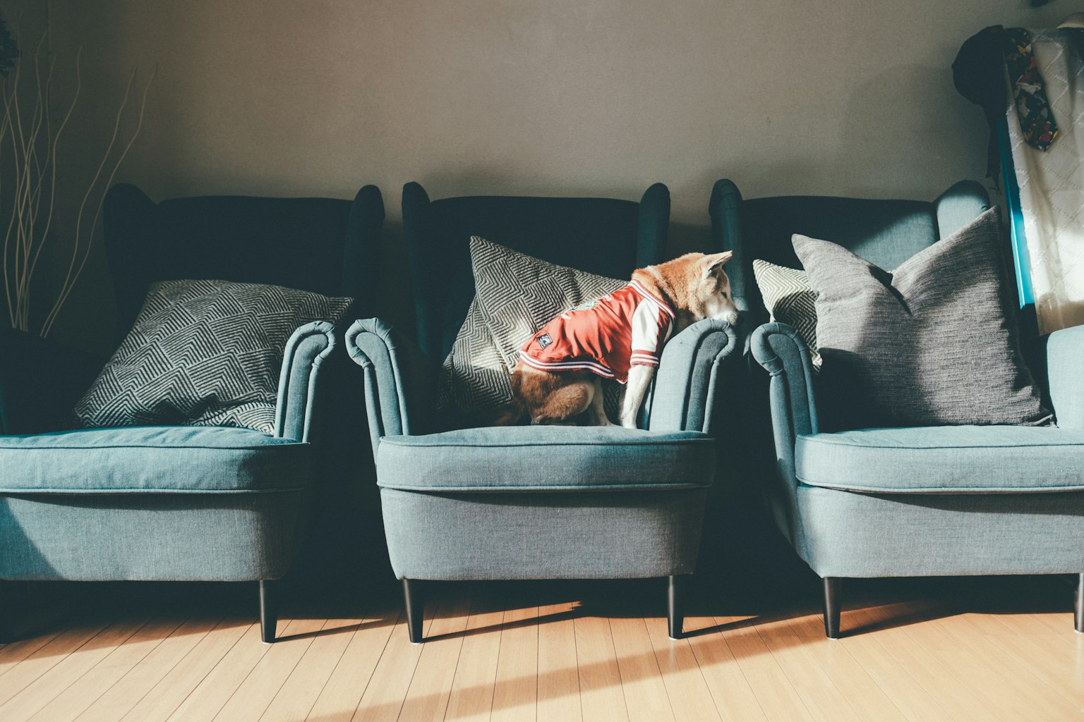 Un chien se reposant sur un canapé bleu entouré d'oreillers dans un salon confortable