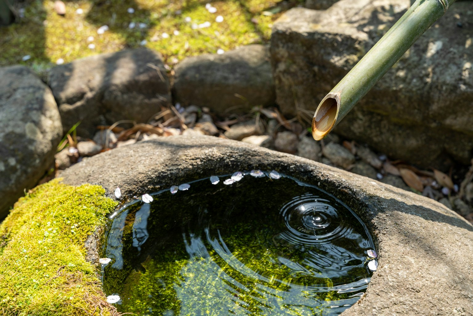 Close-up of a stone water basin with bamboo spout and rippling water
