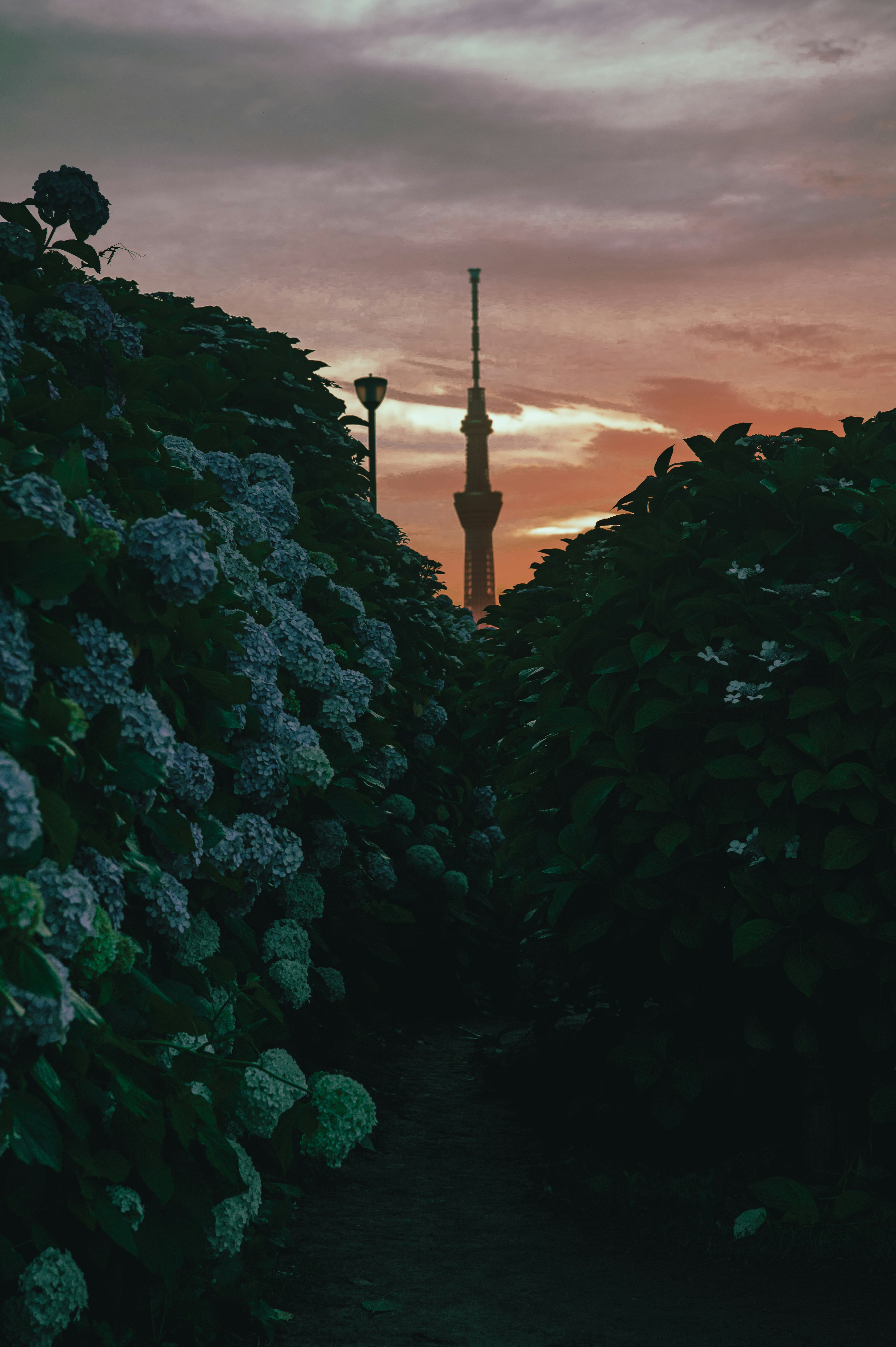 紫陽花の花と夕焼けの空、遠景の塔