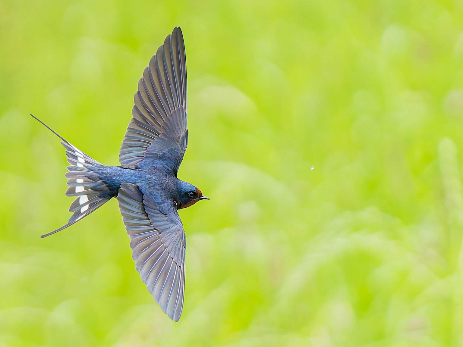 Un uccello blu che vola con uno sfondo di erba verde chiaro