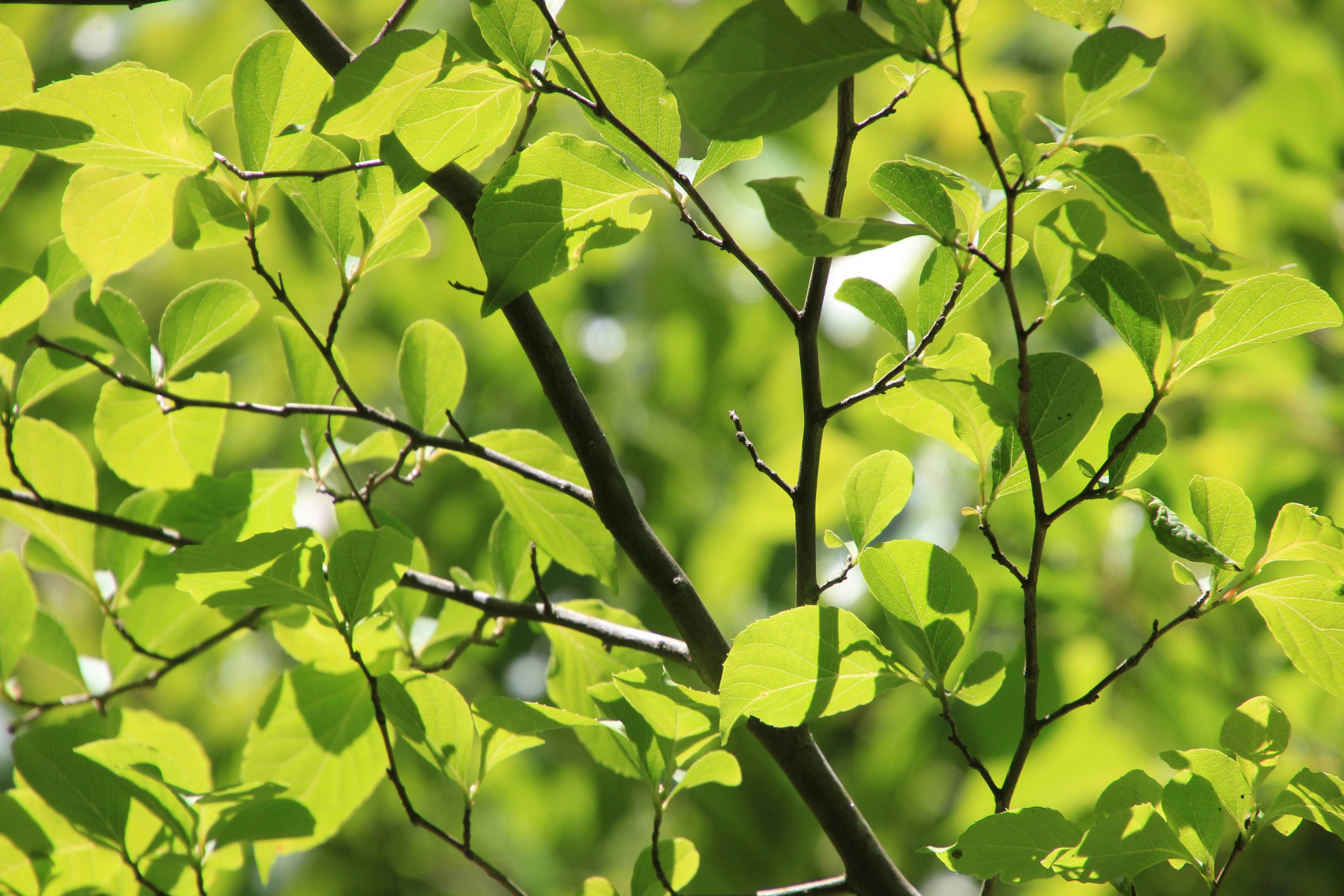 新緑の葉が枝に茂る木のアップ
