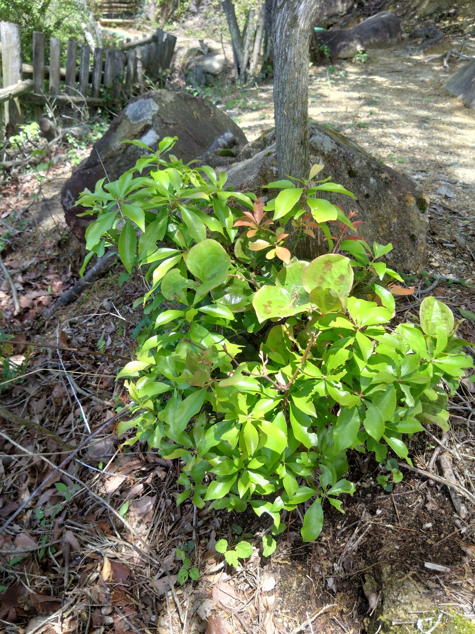 Lush green plants growing near a rock in a natural setting
