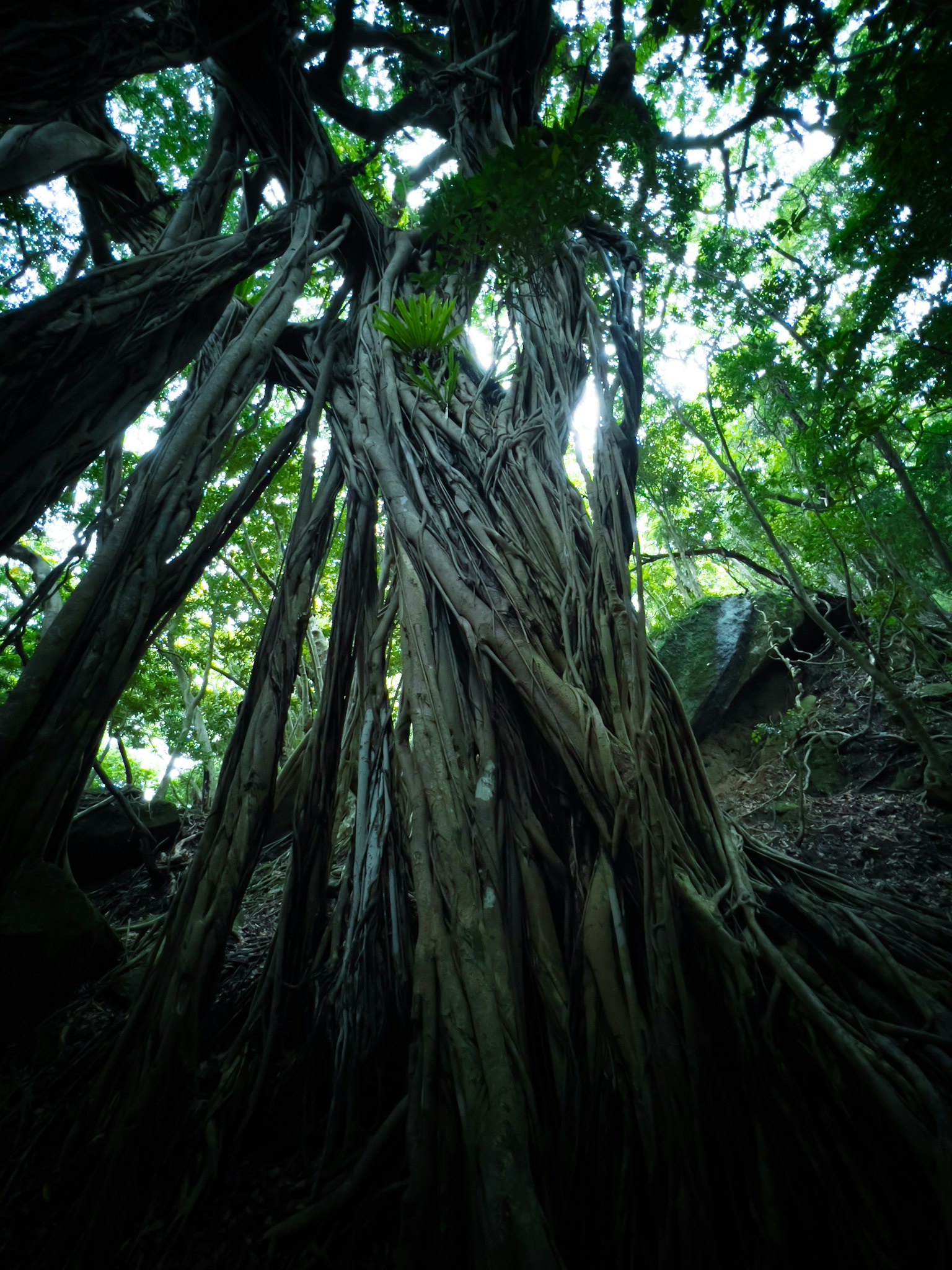 Gambar batang pohon besar dan akar di hutan lebat