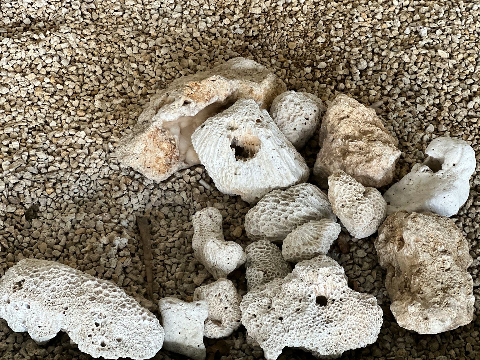 白色珊瑚碎片在沙質背景上