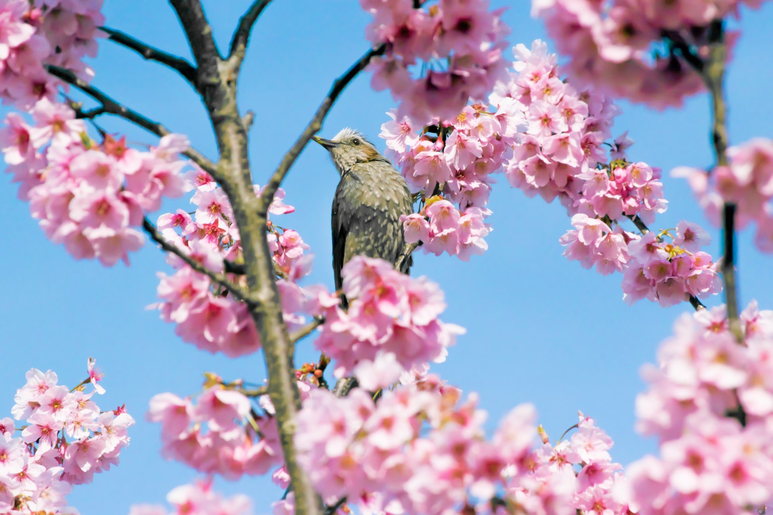 Ein Vogel, der zwischen Kirschblüten sitzt