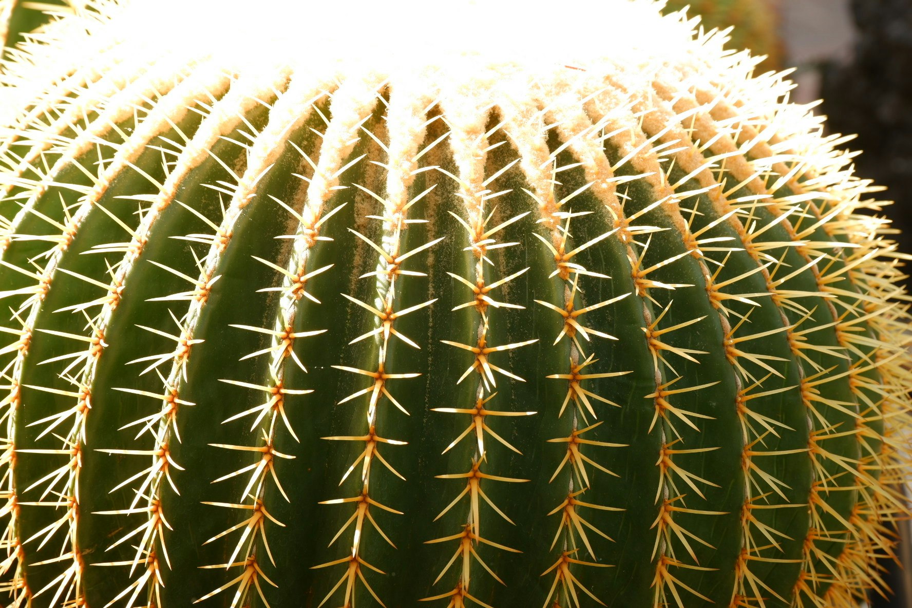Acercamiento de un cactus verde con espinas