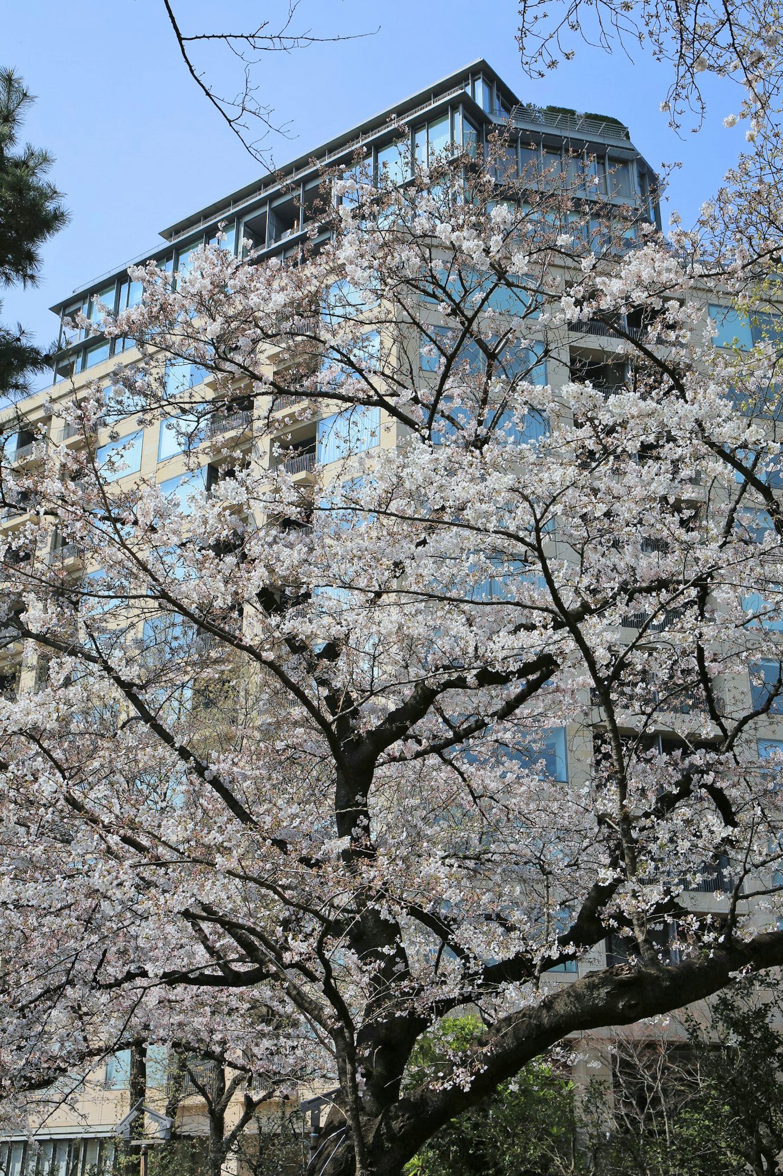 Kirschbaum mit modernem Gebäude im Hintergrund