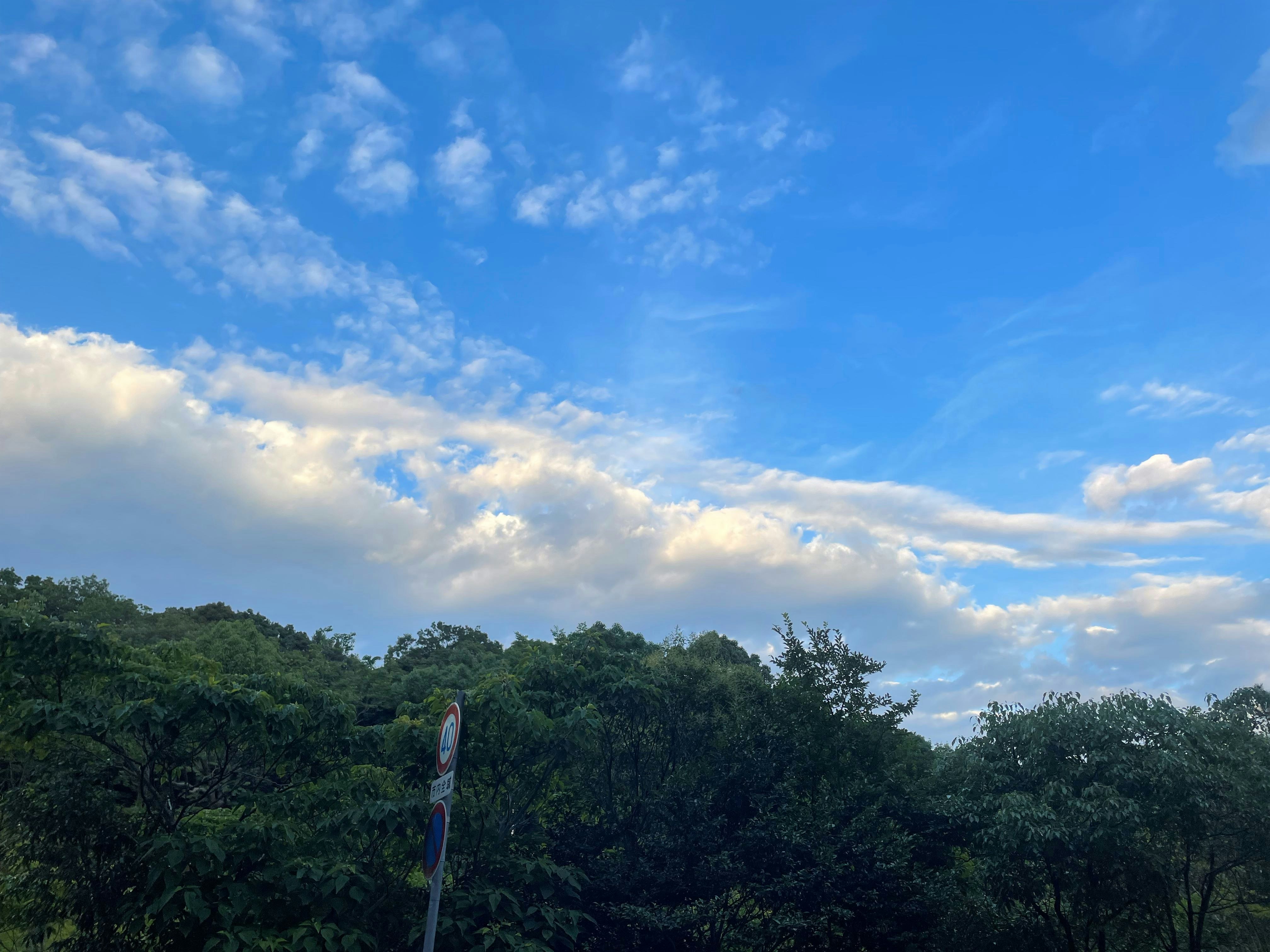 cielo azzurro e nuvole sopra una foresta verde