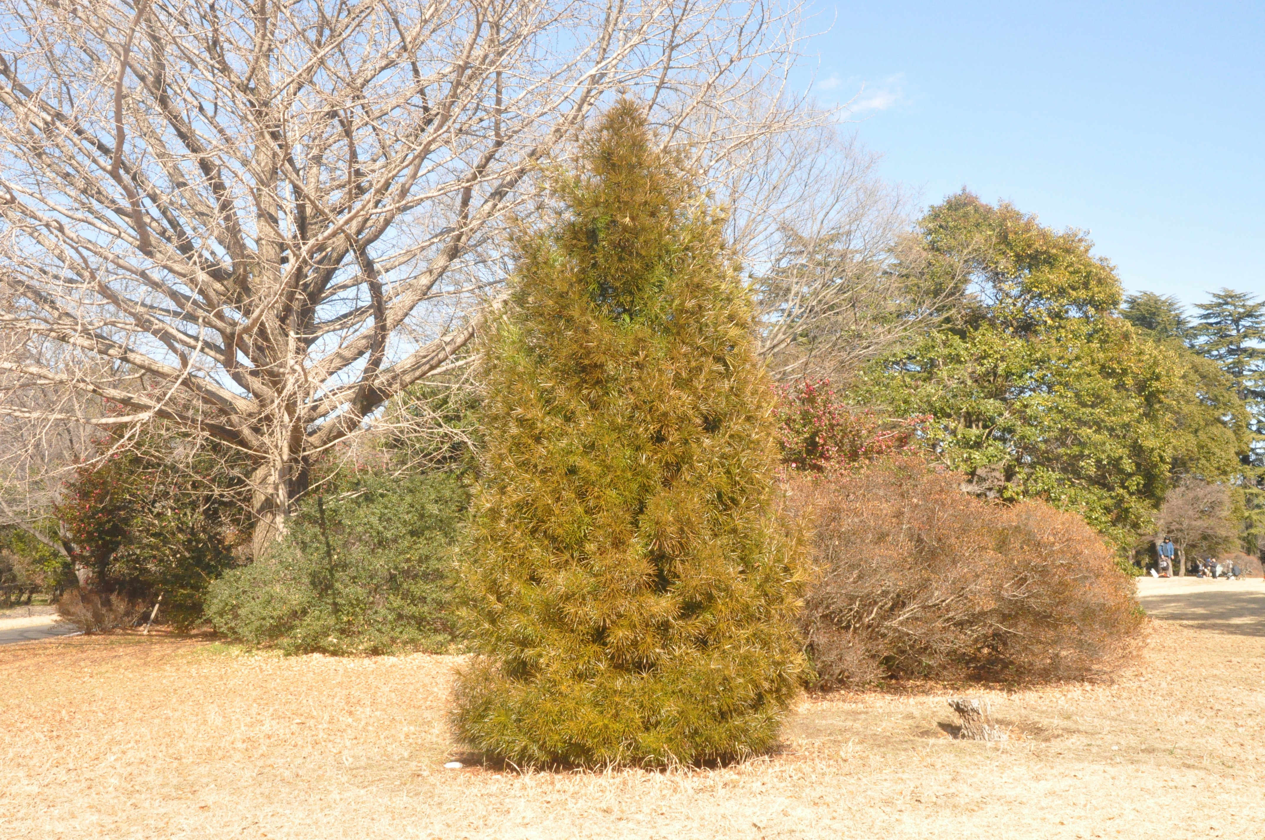 乾草地上的落葉灌木與樹木公園景觀
