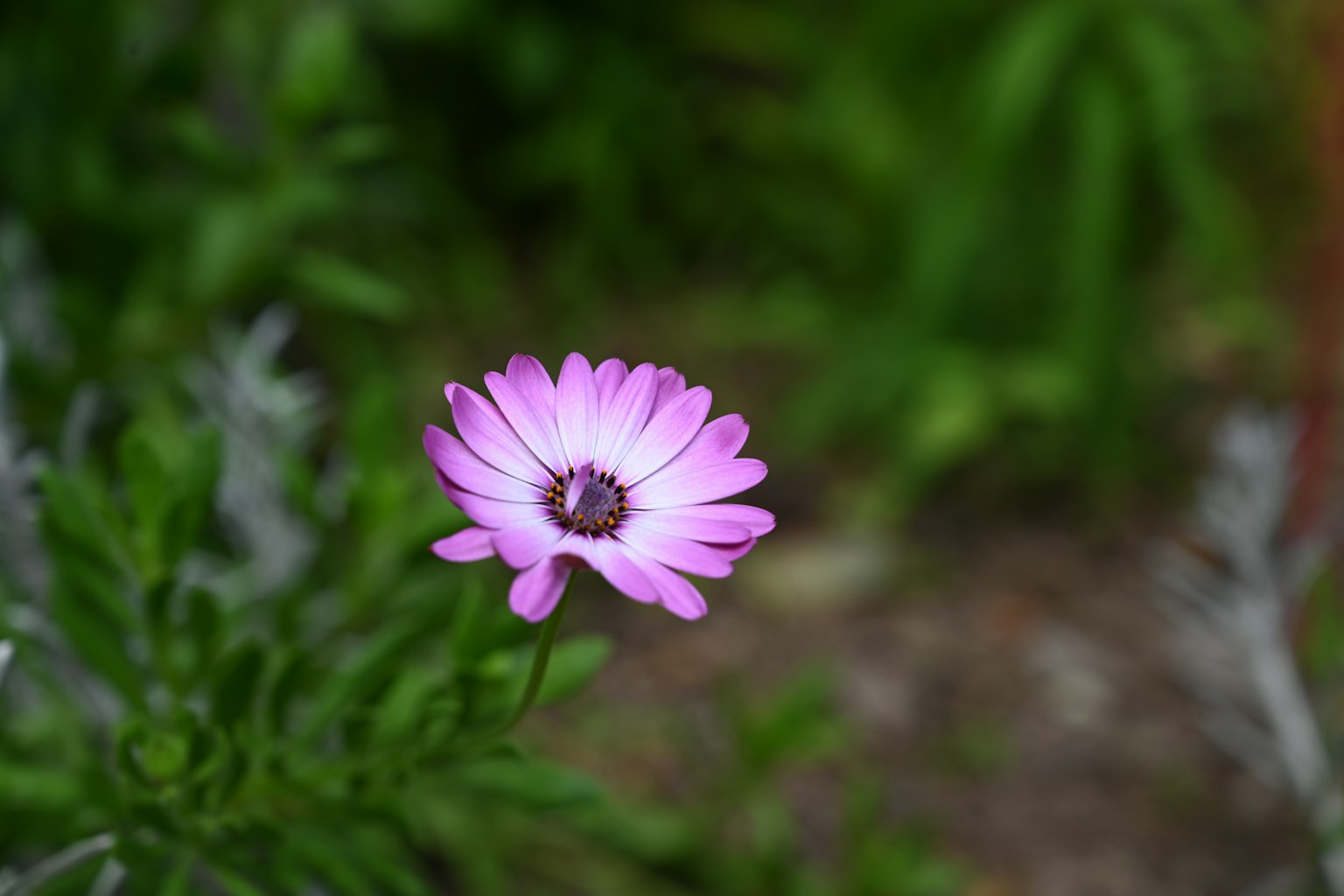 Vibrant pink flower stands out against a green background